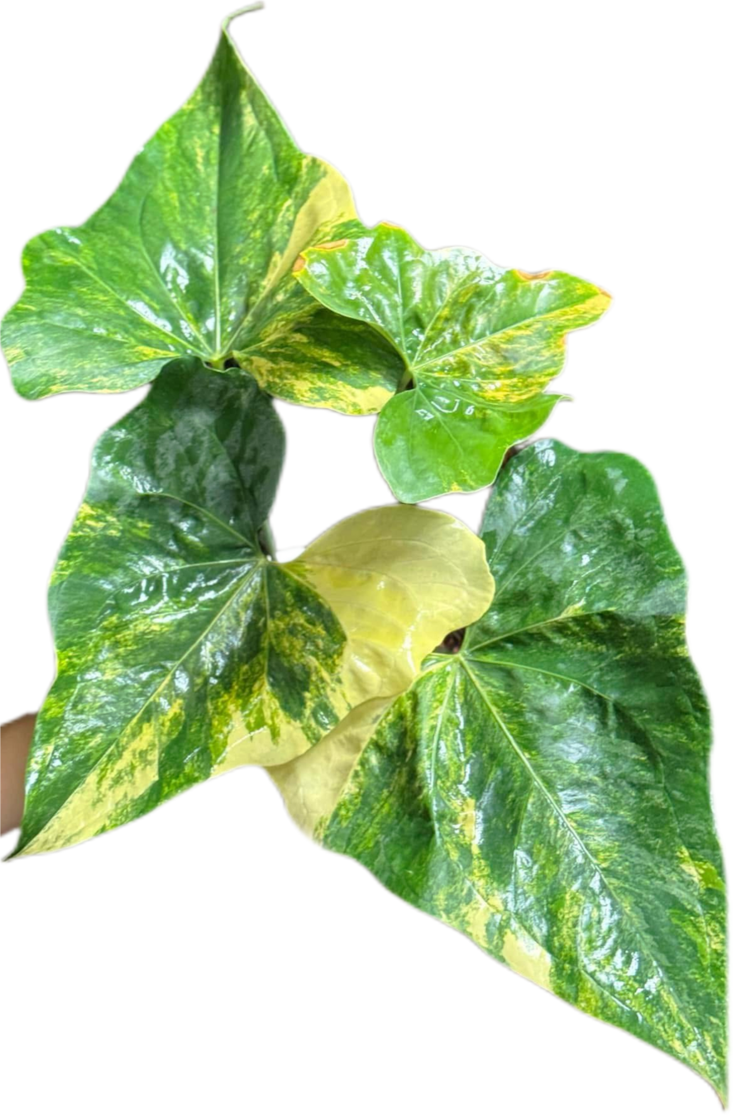 Anthurium Pterodactyl Variegated