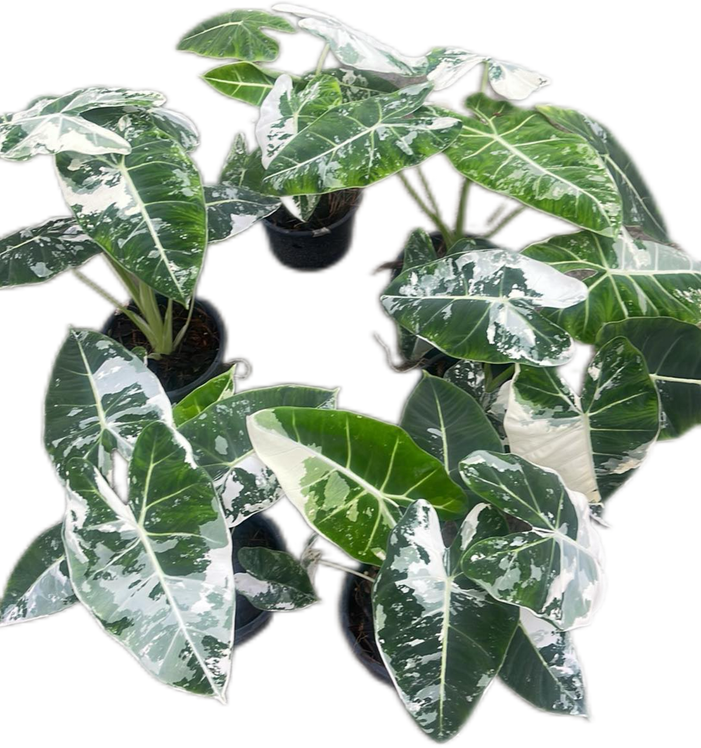 Alocasia Frydek Albo Variegated Big ( Set of 5 Plants)