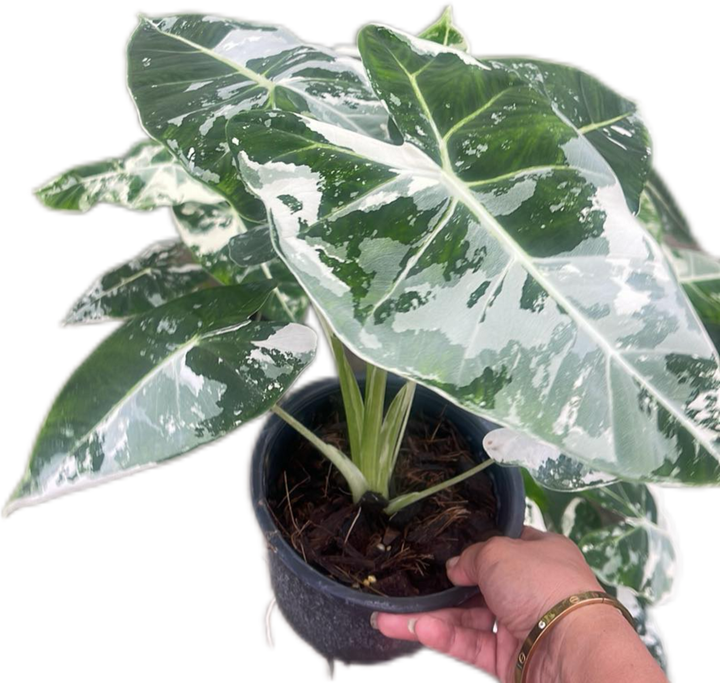 Alocasia Frydek Albo Variegated Big ( Set of 5 Plants)