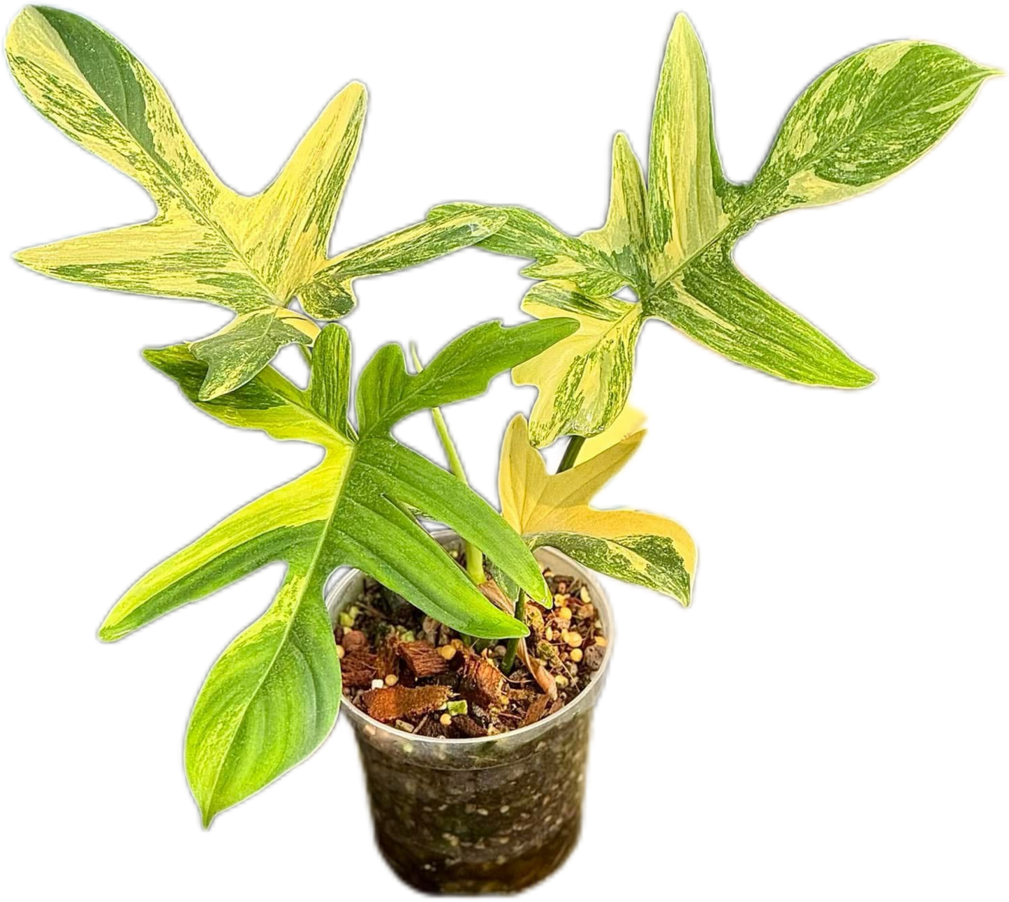 Philodendron Pedatum Variegated