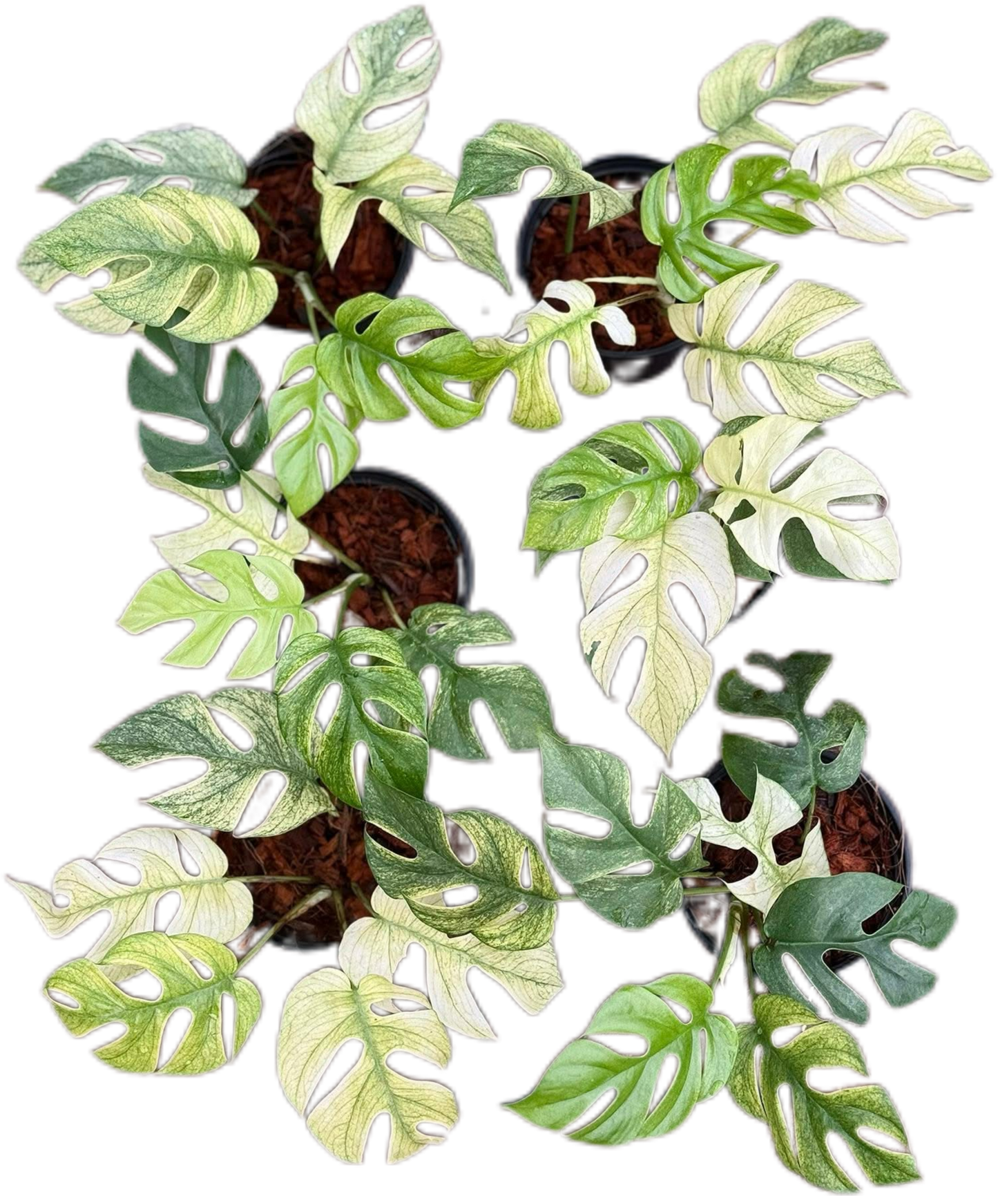 Rhaphidophora Tetrasperma “White Monster”
