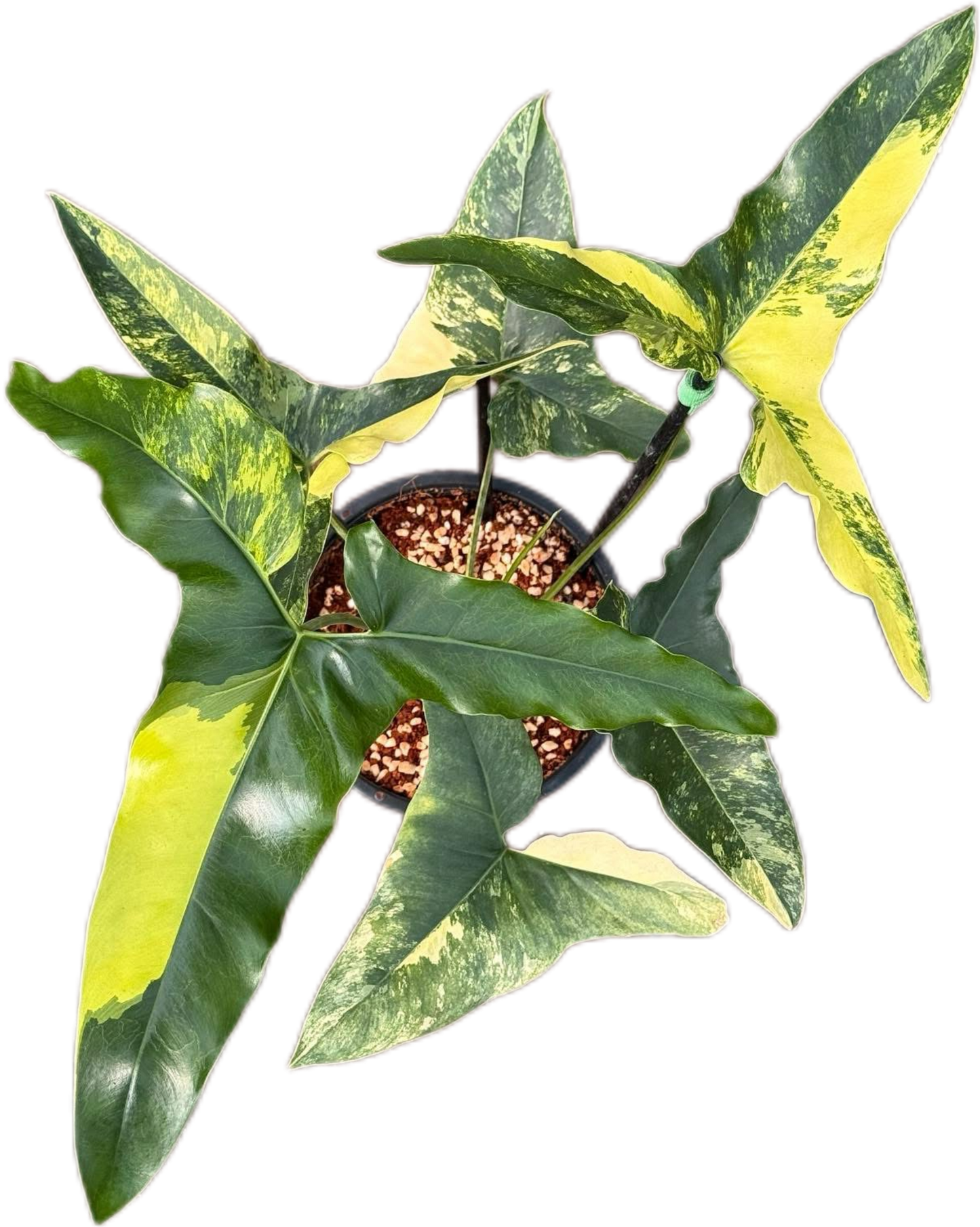 Thaumatophyllum Angela Variegated (Philodendron African Fantacy)