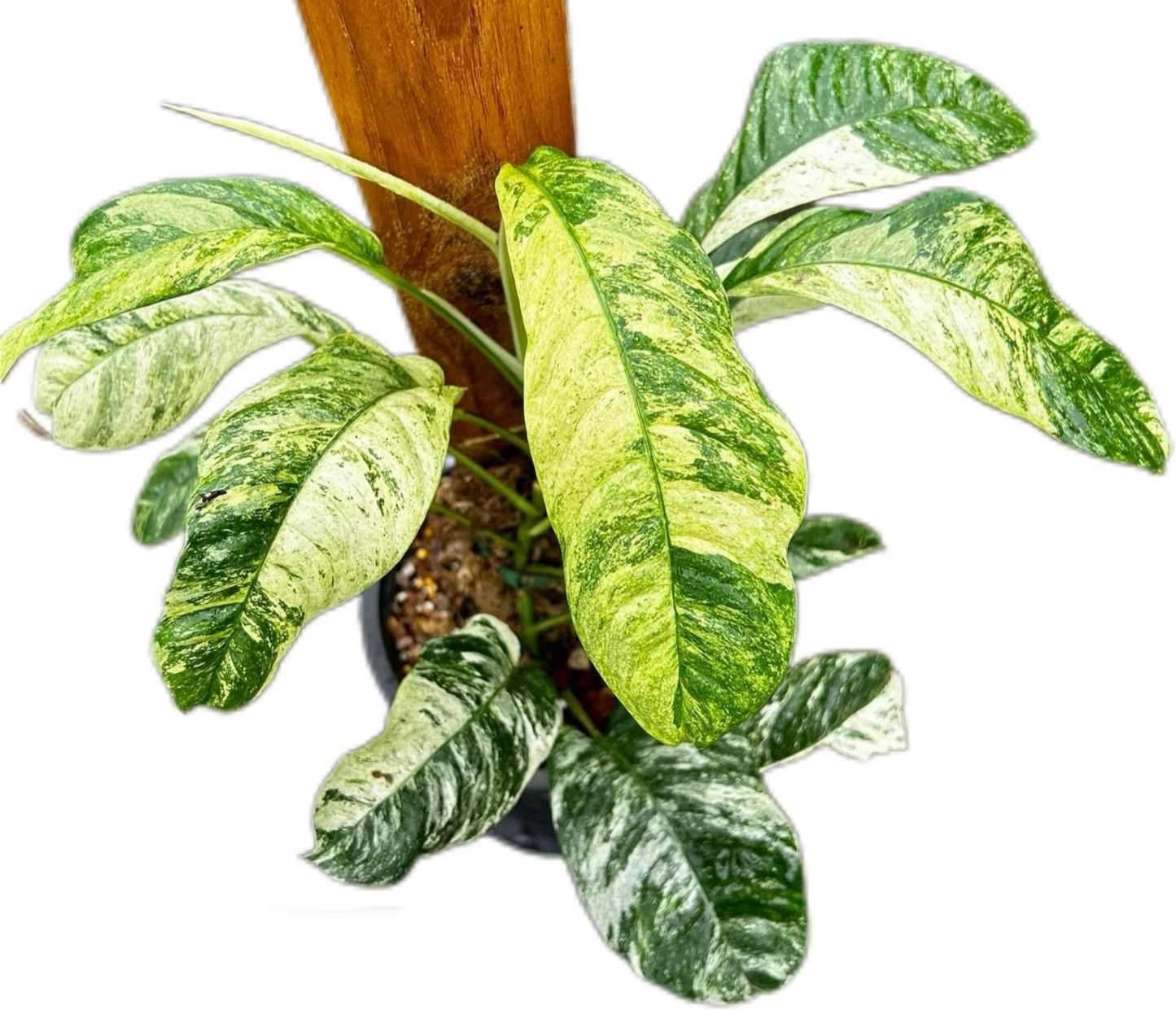Rhaphidophora Puberupa Variegated Set of 10 Plants