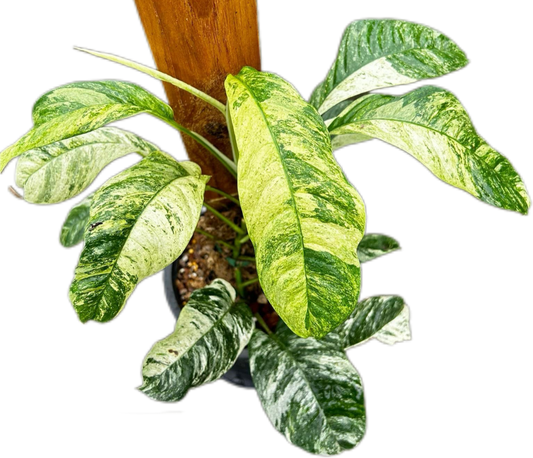 Rhaphidophora Puberupa Variegated Set of 10 Plants