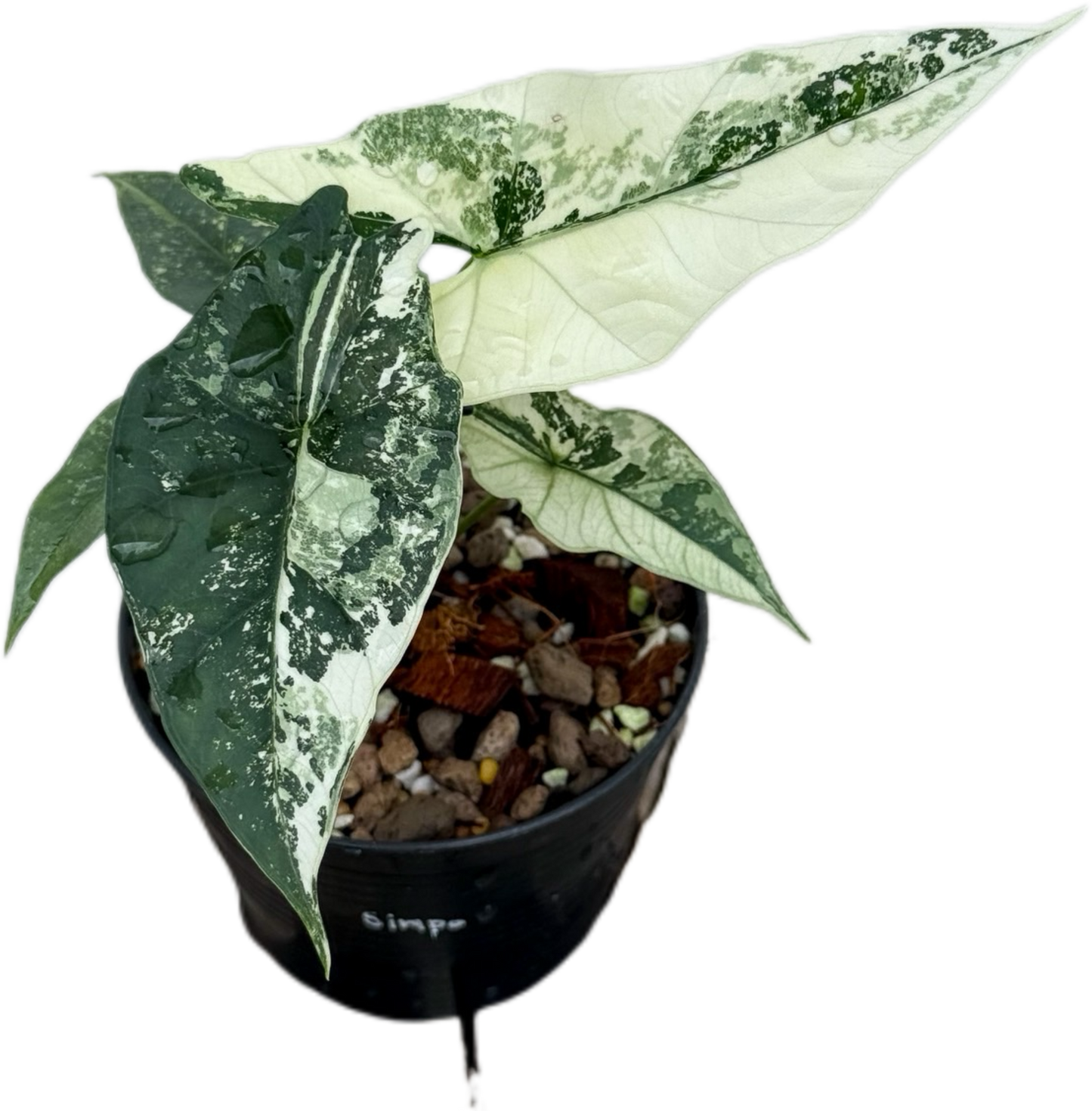 Alocasia Simpo Variegated
