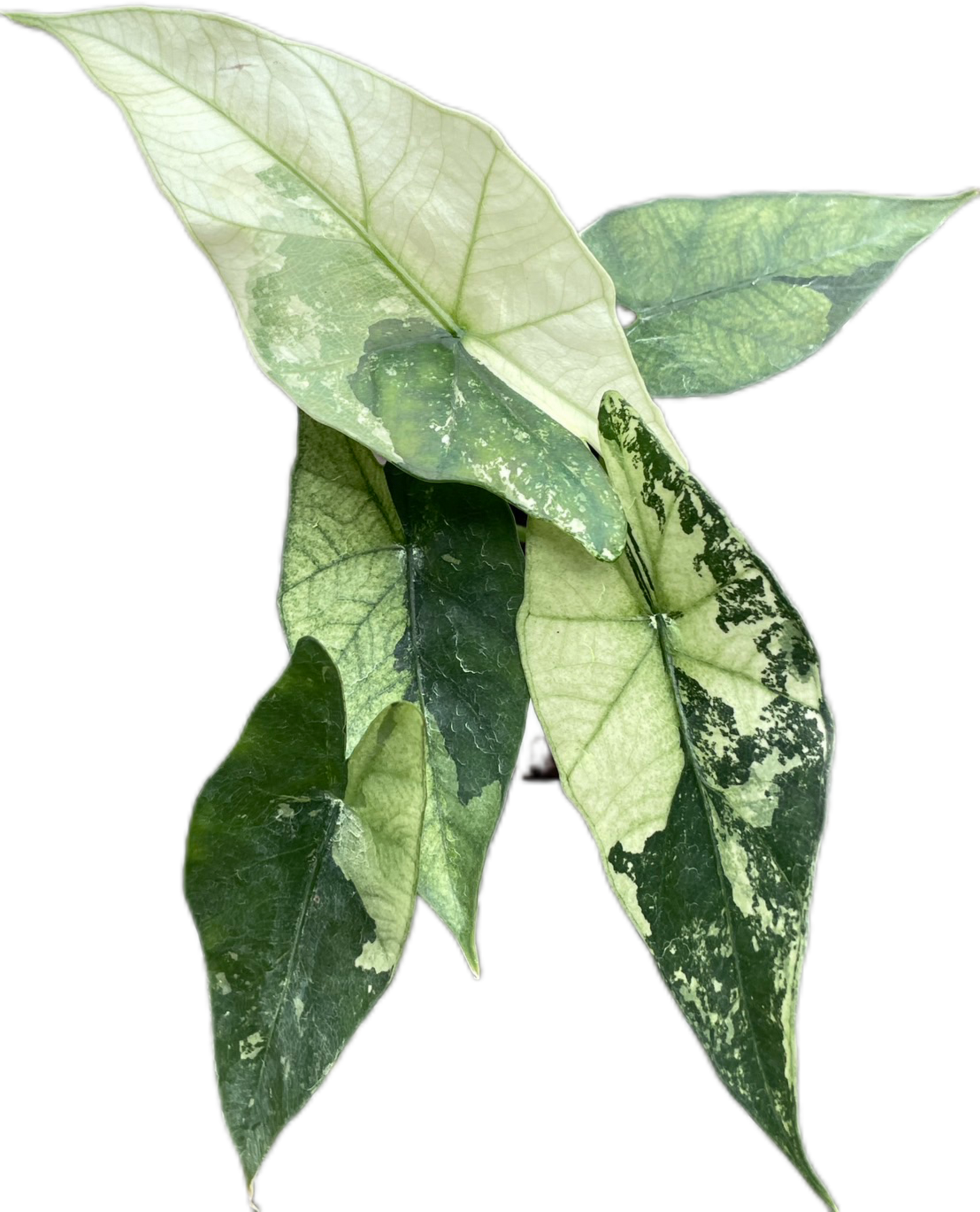 Alocasia Simpo Variegated