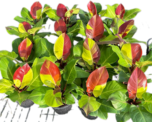 Philodendron Yellow Frame Red Moon Set of 5 Plants