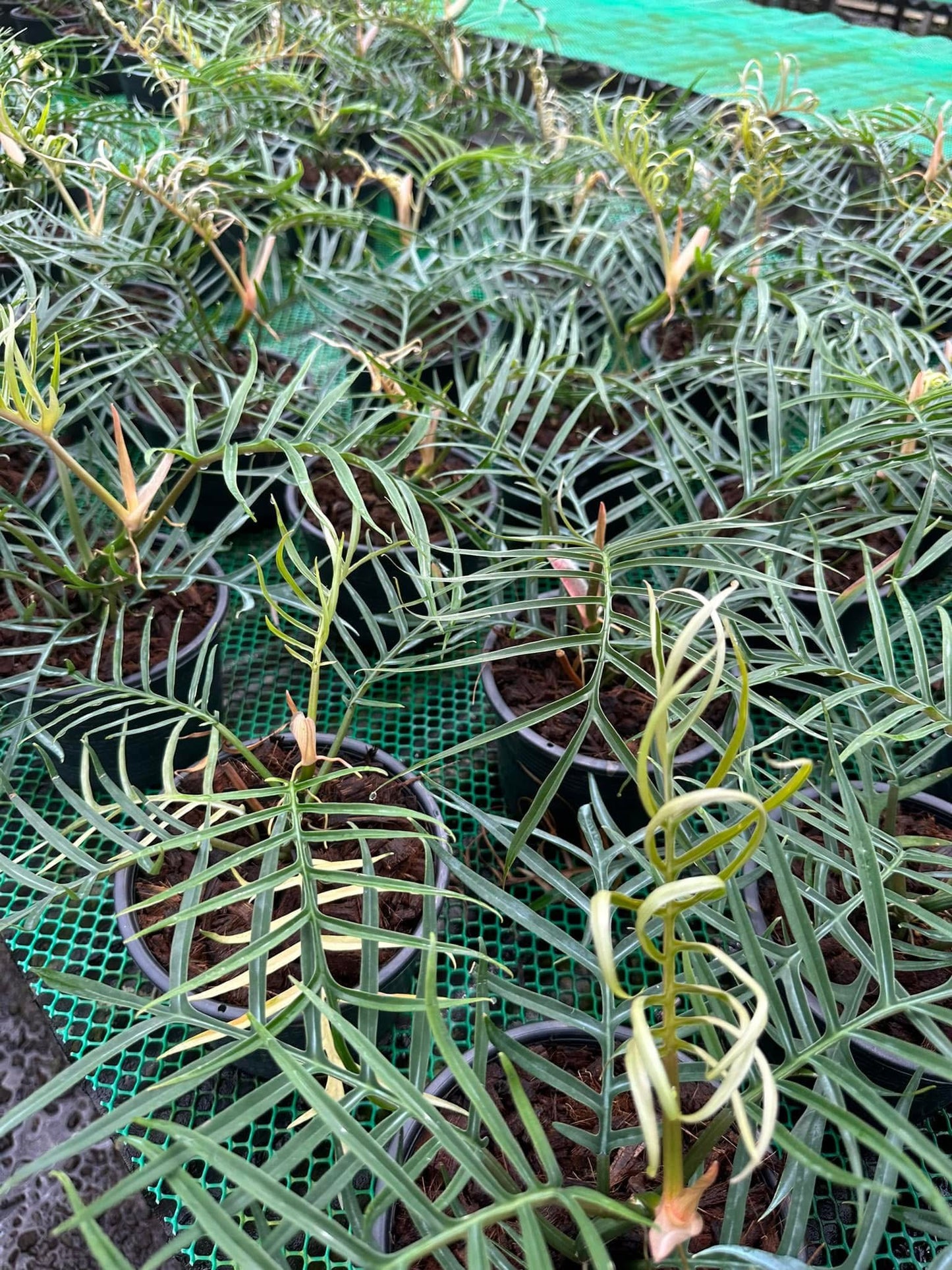 Philodendron Tortum Set of 10 plants