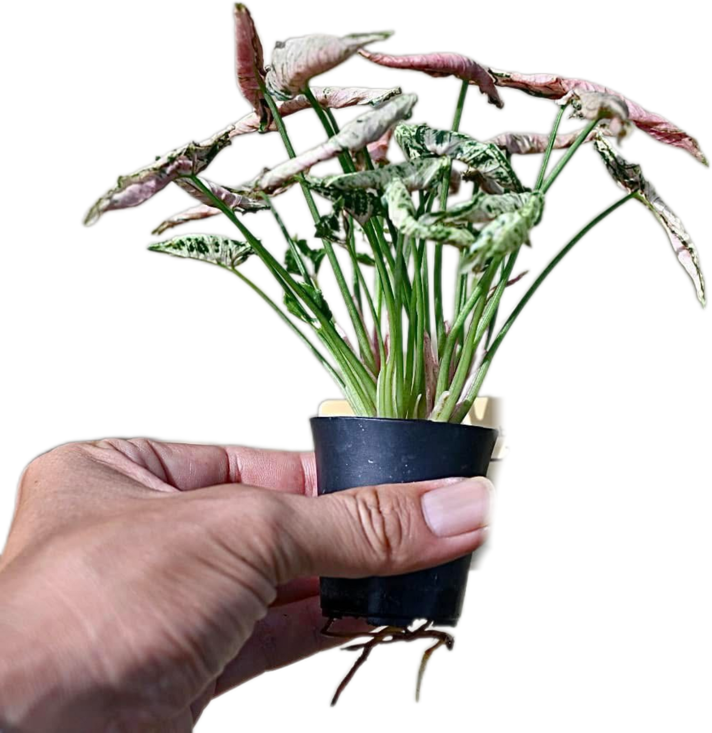 Syngonium “Pink Rolli” Set of 5 Plants