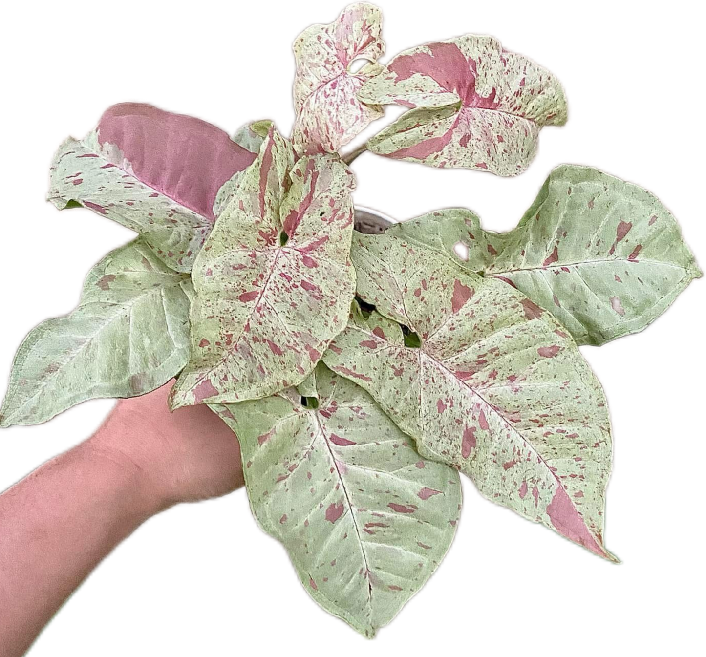 Syngonium Milk Confetti (Bundle Set of 10 Plants)