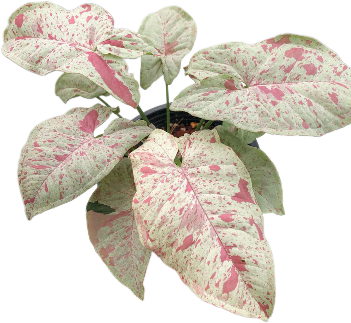 Syngonium Milk Confetti (Bundle Set of 10 Plants)
