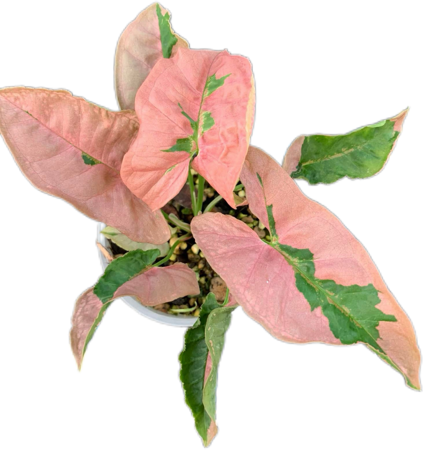 Syngonium Pink Lava (Bundle Set of 10 Plants)