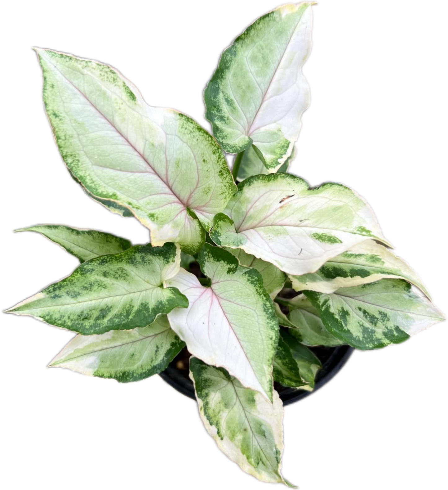 Syngonium White Princess Set of 10 Plants