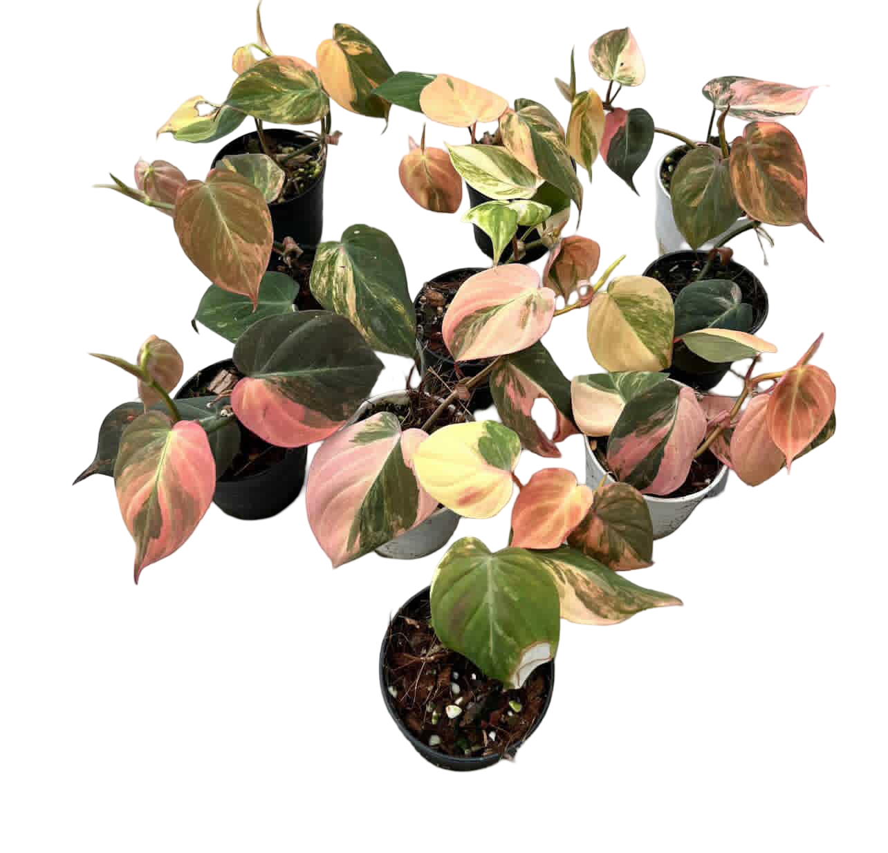 Philodendron Micans Pink Variegated Set of 5 Plants