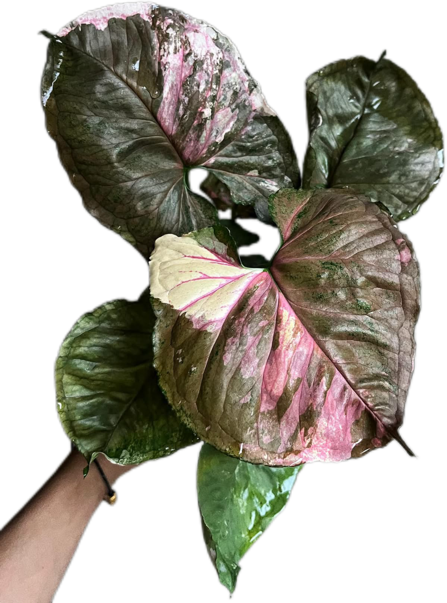 Syngonium Strawberry Ice (Bundle Set of 10 Plants)