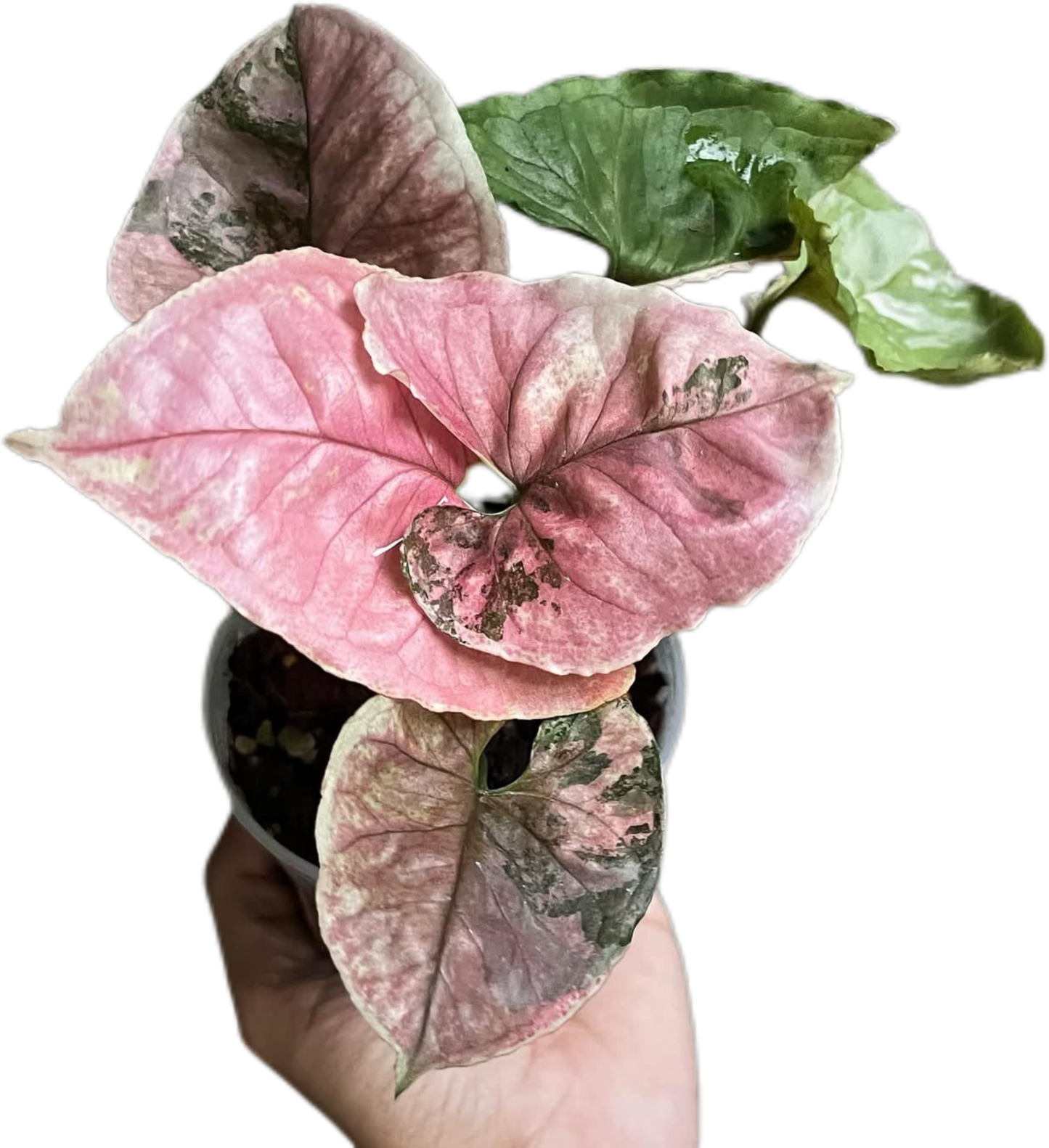 Syngonium Strawberry Ice (Bundle Set of 10 Plants)