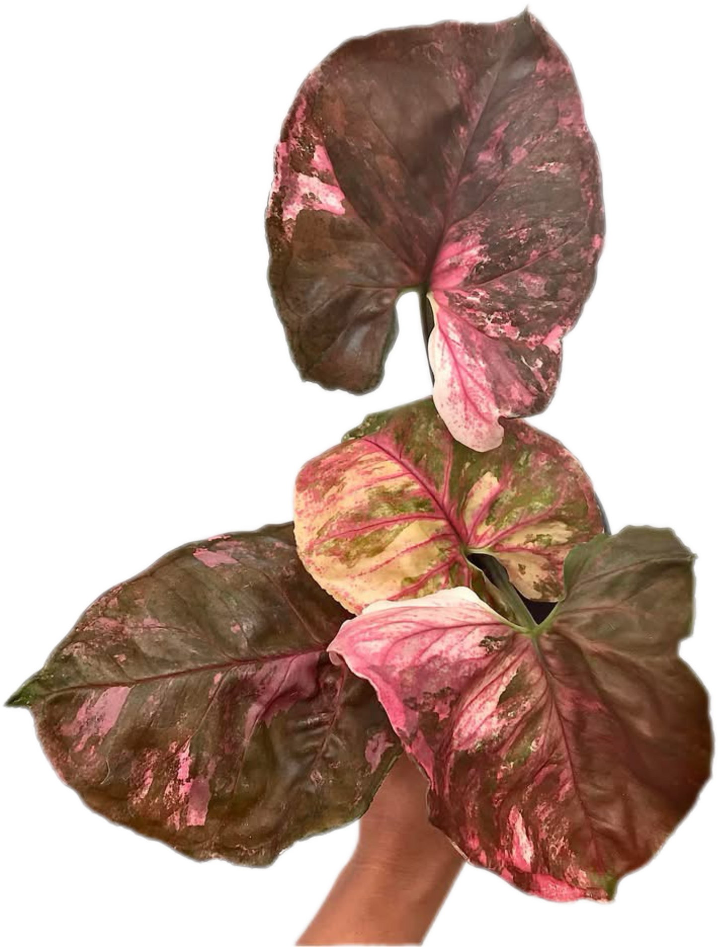 Syngonium Strawberry Ice (Bundle Set of 10 Plants)