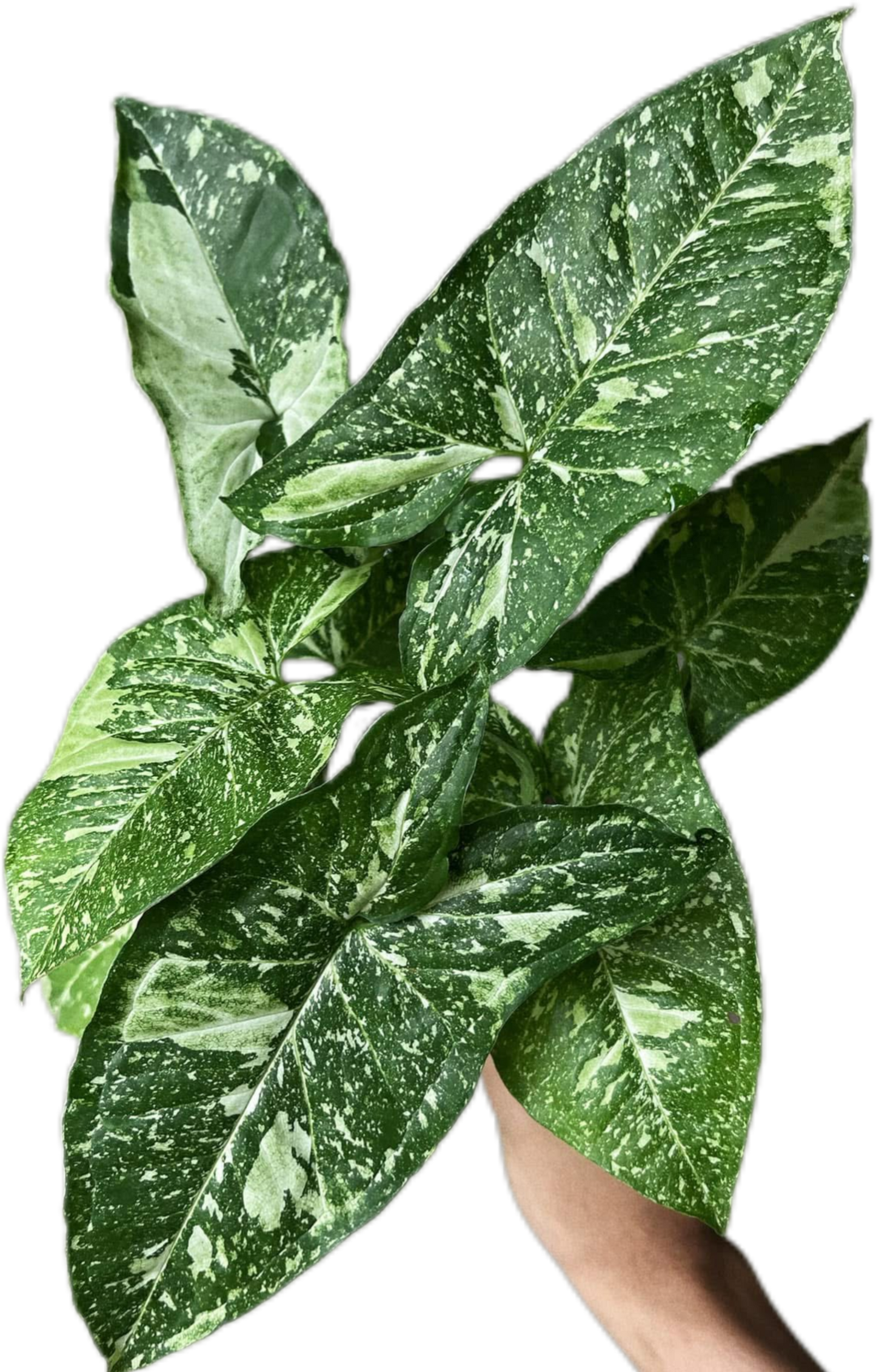 Syngonium Panda Galaxy Variegated (Bundle Set of 10 Plants)