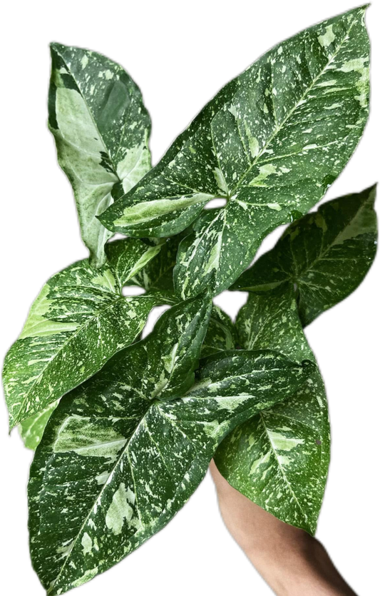 Syngonium Panda Galaxy Variegated (Bundle Set of 10 Plants)
