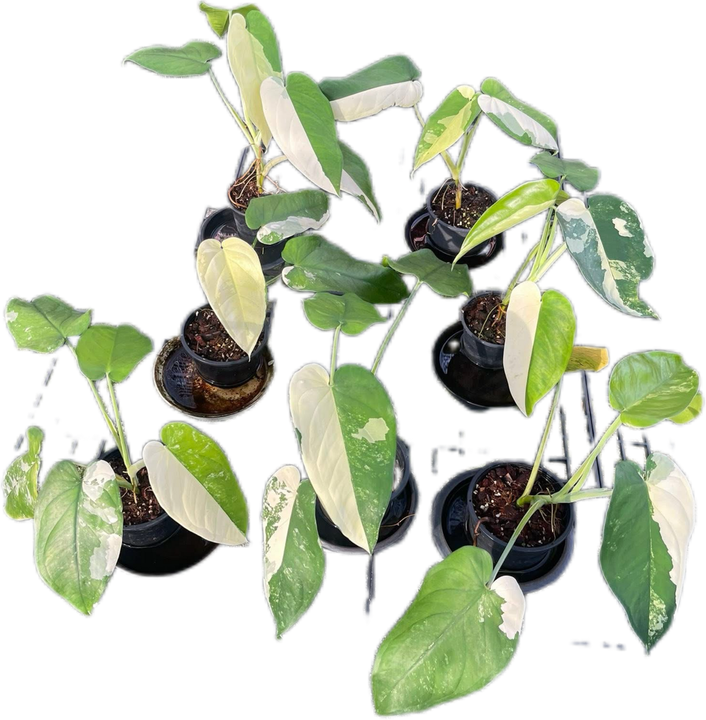 Syngonium Chiapense Variegated Wholesale Set of 10 Plants