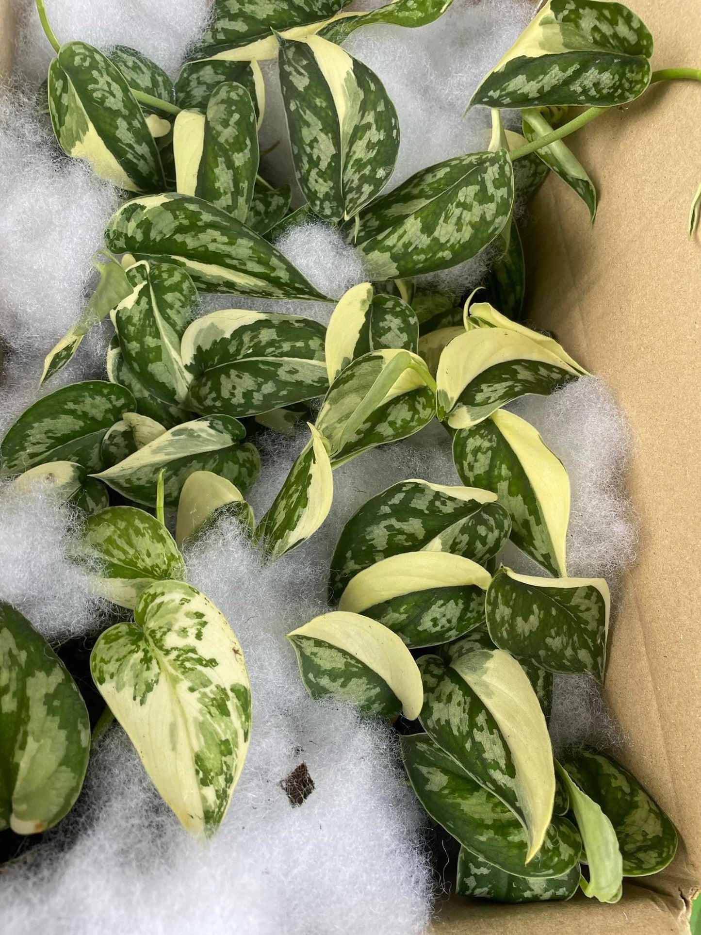 Scindapsus Mayari Variegated Set of 10 Plants Wholesale