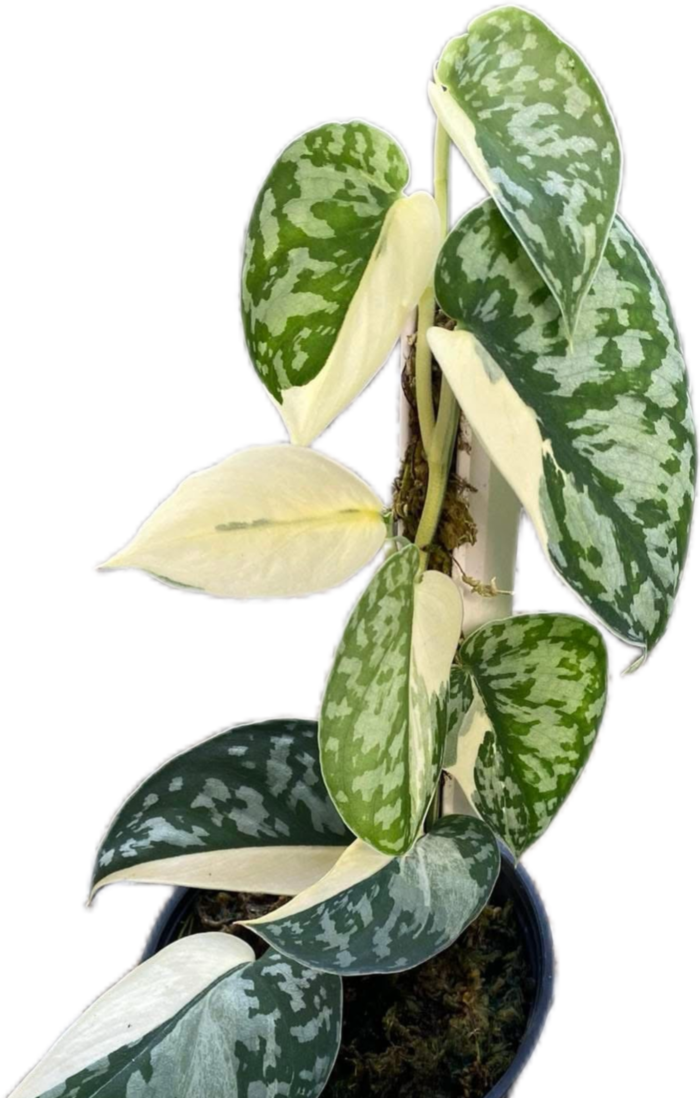Scindapsus Mayari Variegated Set of 10 Plants