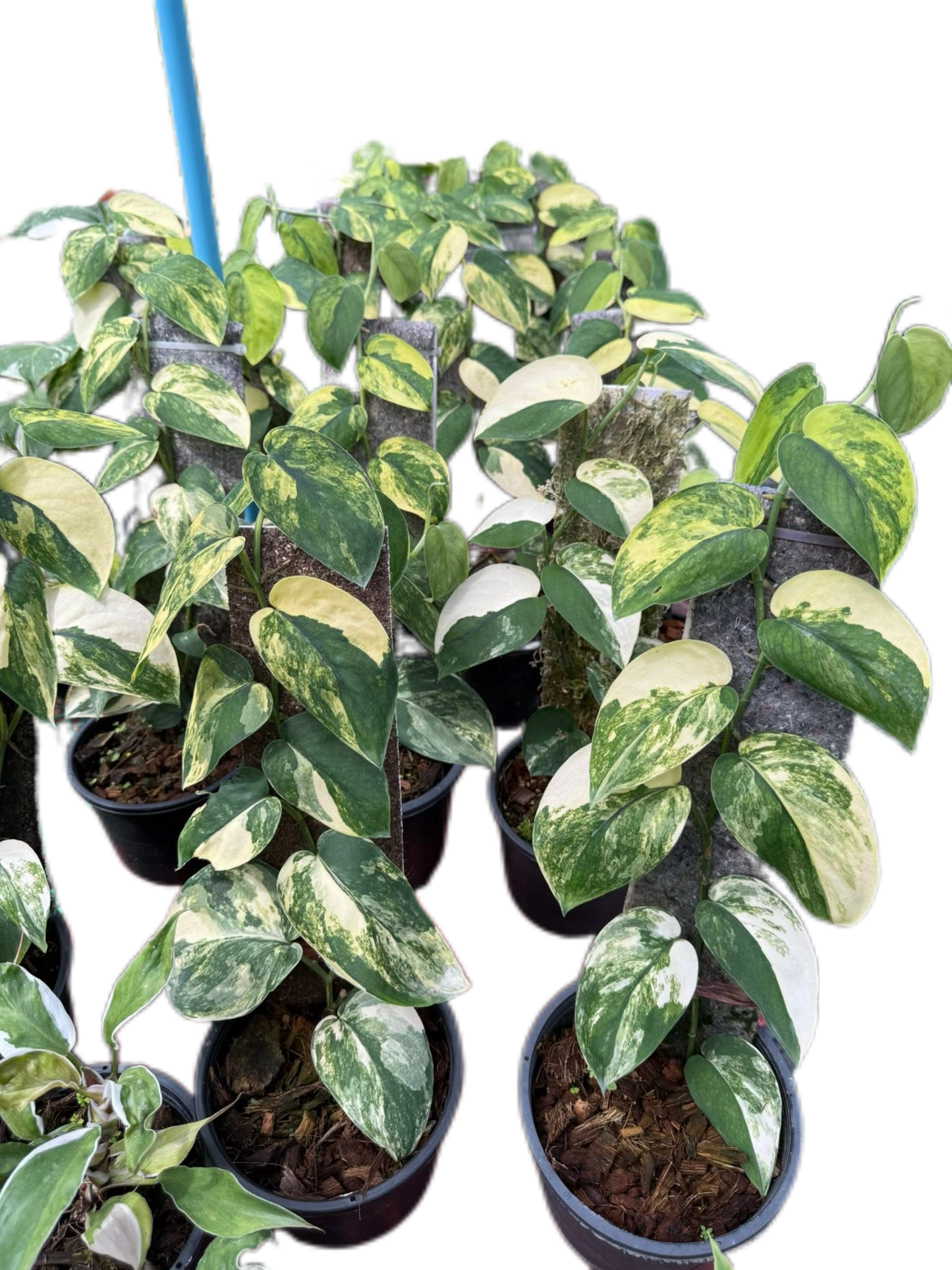 Scindapsus Jade Satin Marble Variegated Wholesale Set of 10 Plants