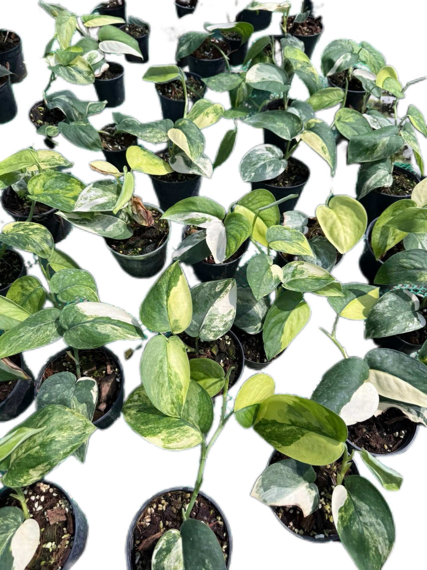 Scindapsus Jade Satin Variegated Set of 10 Plants