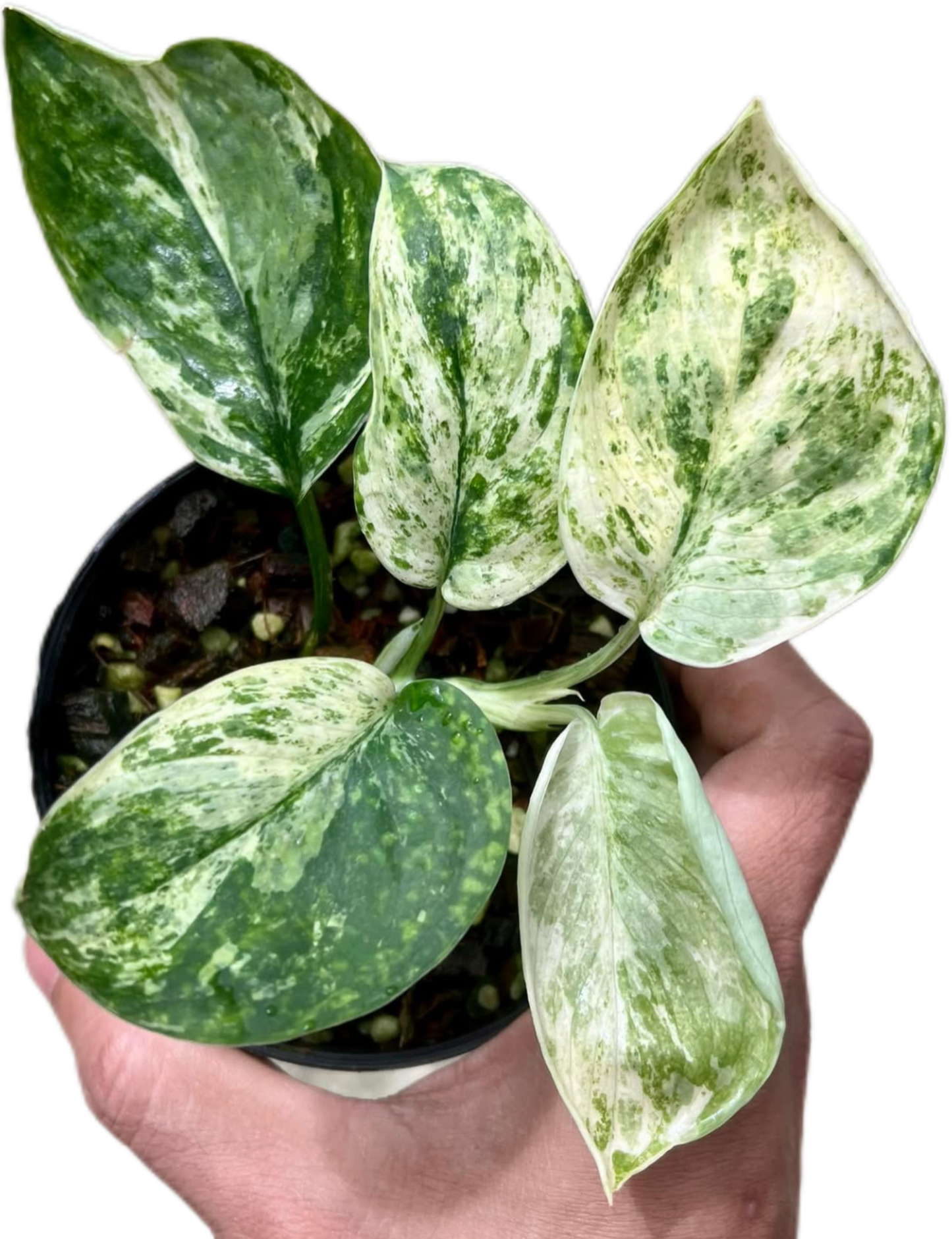 Scindapsus Jade Satin Marble Variegated Wholesale Set of 10 Plants