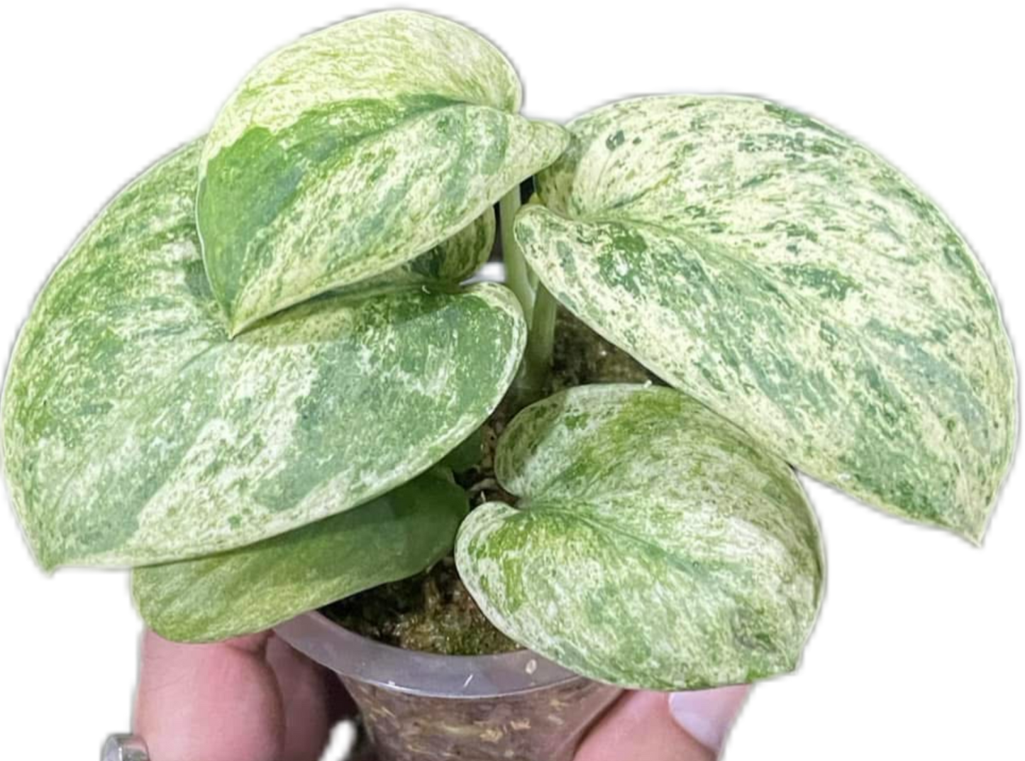 Scindapsus Jade Satin Marble Variegated Wholesale Set of 10 Plants