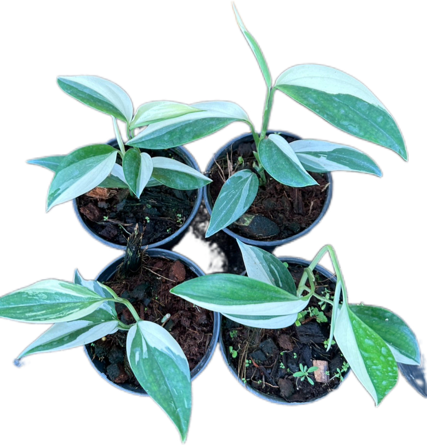 Scindapsus Blue Albo Variegated Wholesale Set of 5 plants