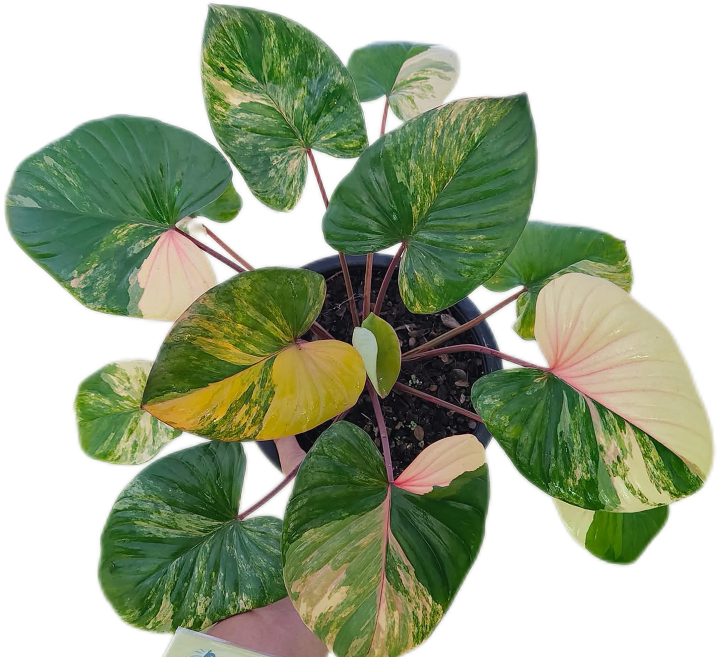 Homalomena Rubescens Peach Pink Variegated