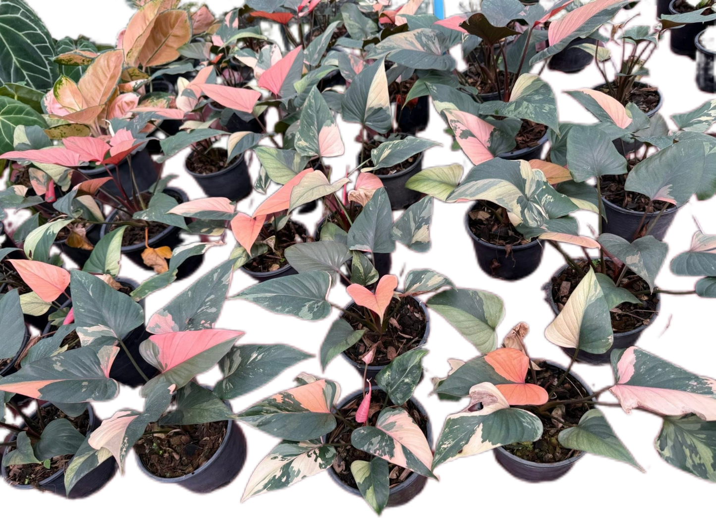 Homalomena Rubescens Pink Diamond Variegated