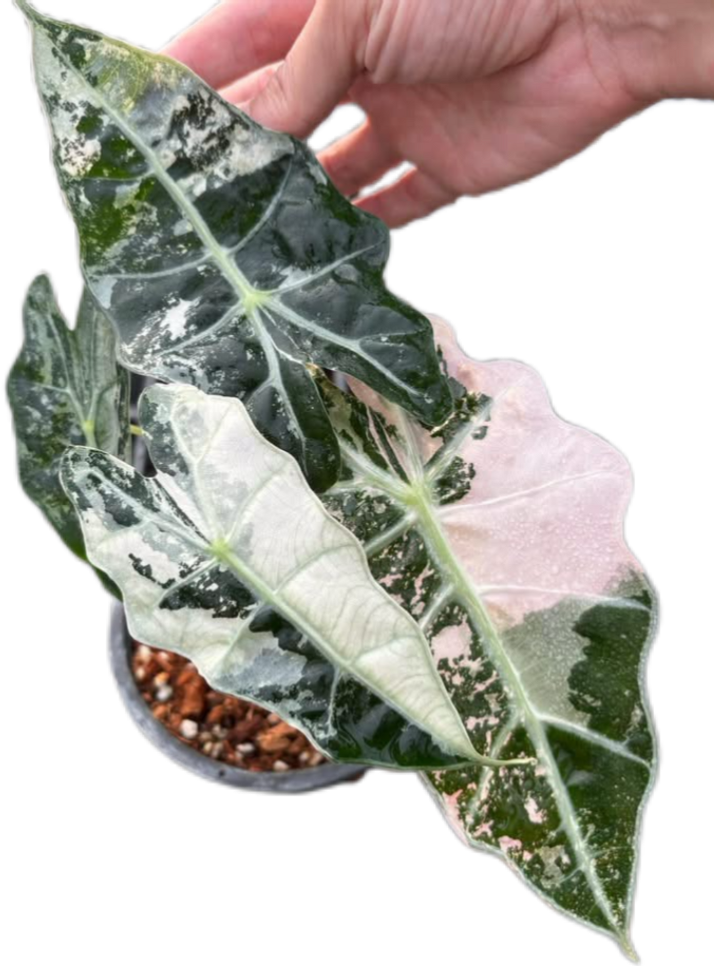 Alocasia Nairobi Night Albo pink Variegated