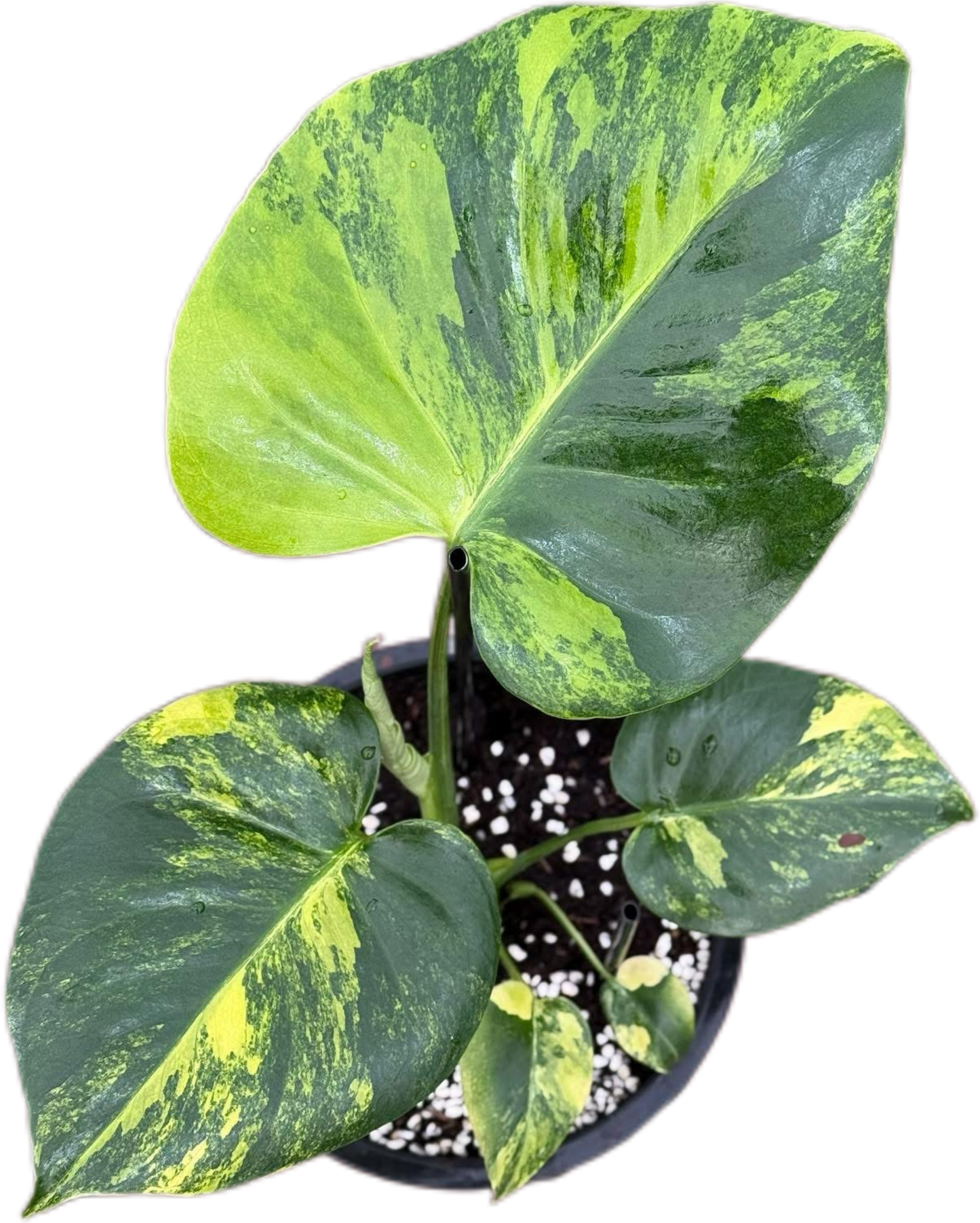 Monstera Deliciosa “Pom Pom”