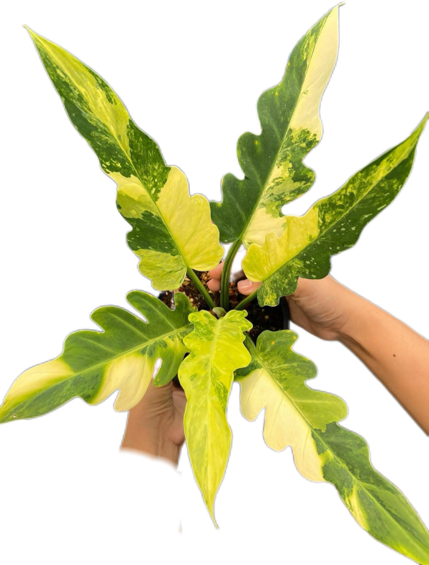 Philodendron Pinnatifidum Variegated