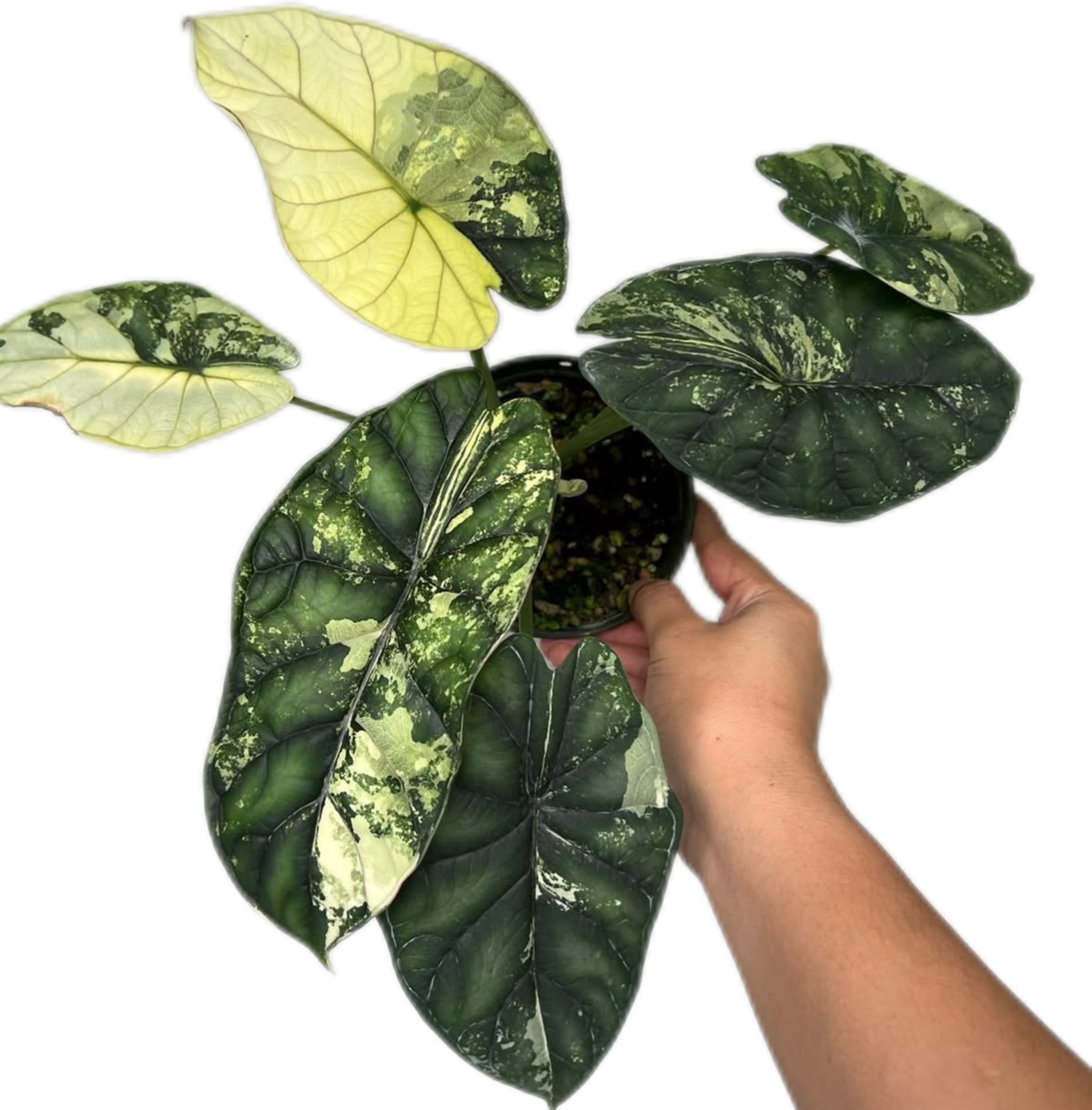 Buy Alocasia Dragon Scale Albo Variegated | Thailand Export