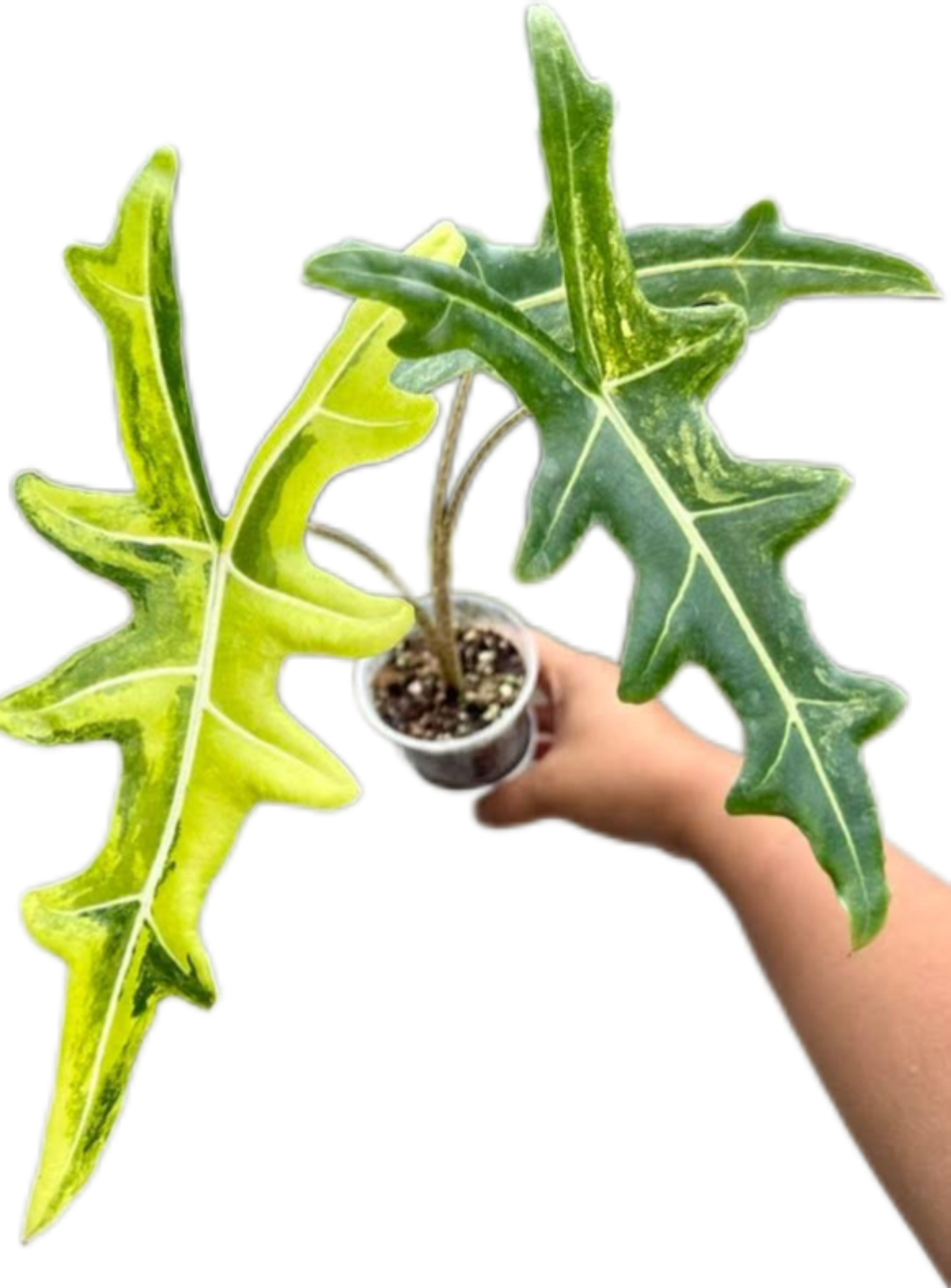 Buy Alocasia Portei Aurea Variegated | Thailand Export