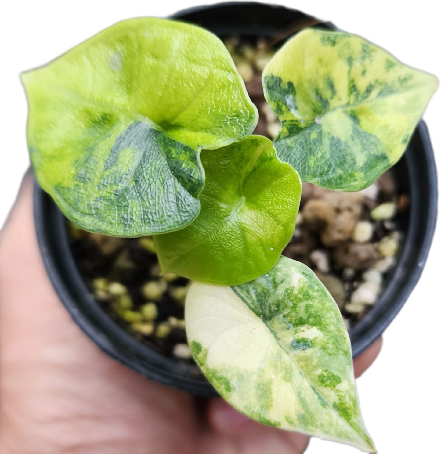 Alocasia Melo Aurea Variegated