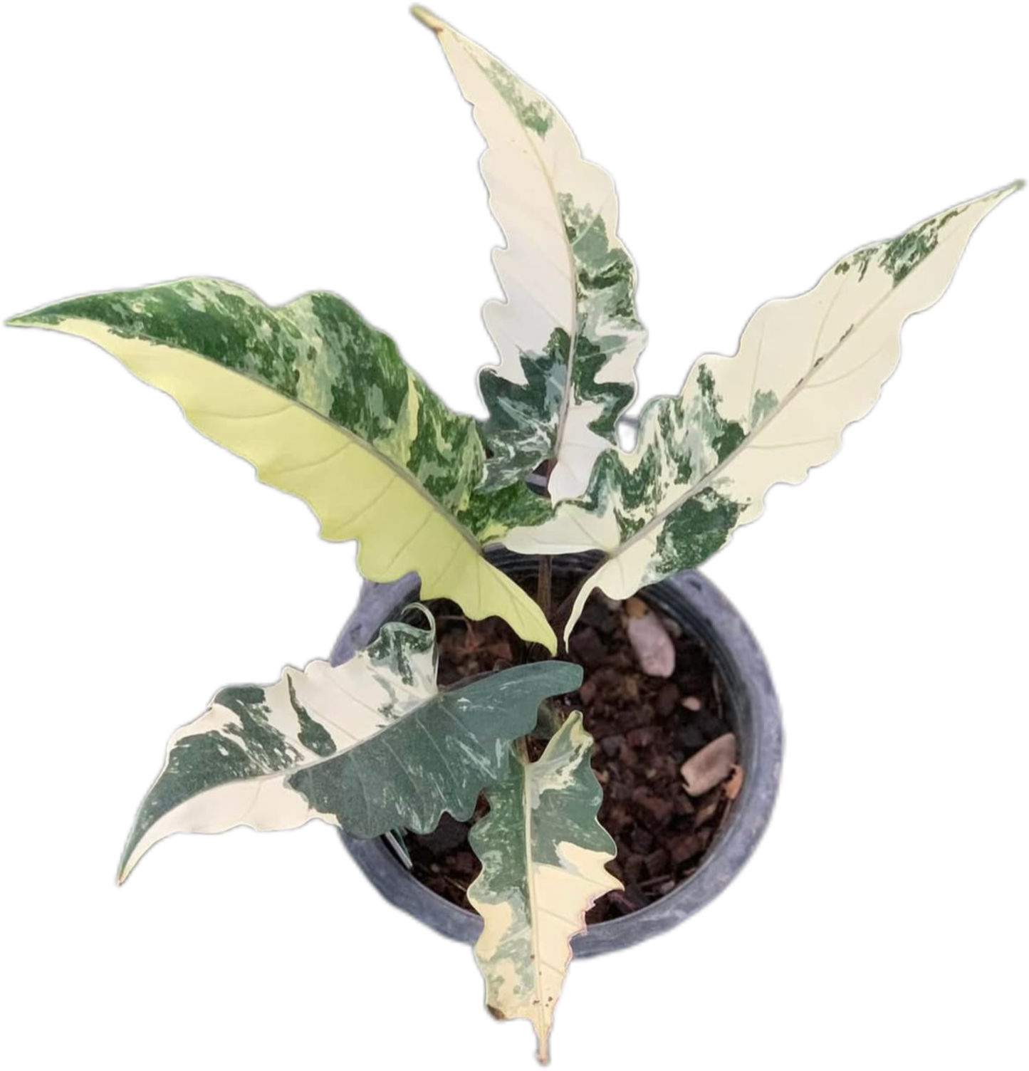 Alocasia Lauterbachiana Albo Variegated