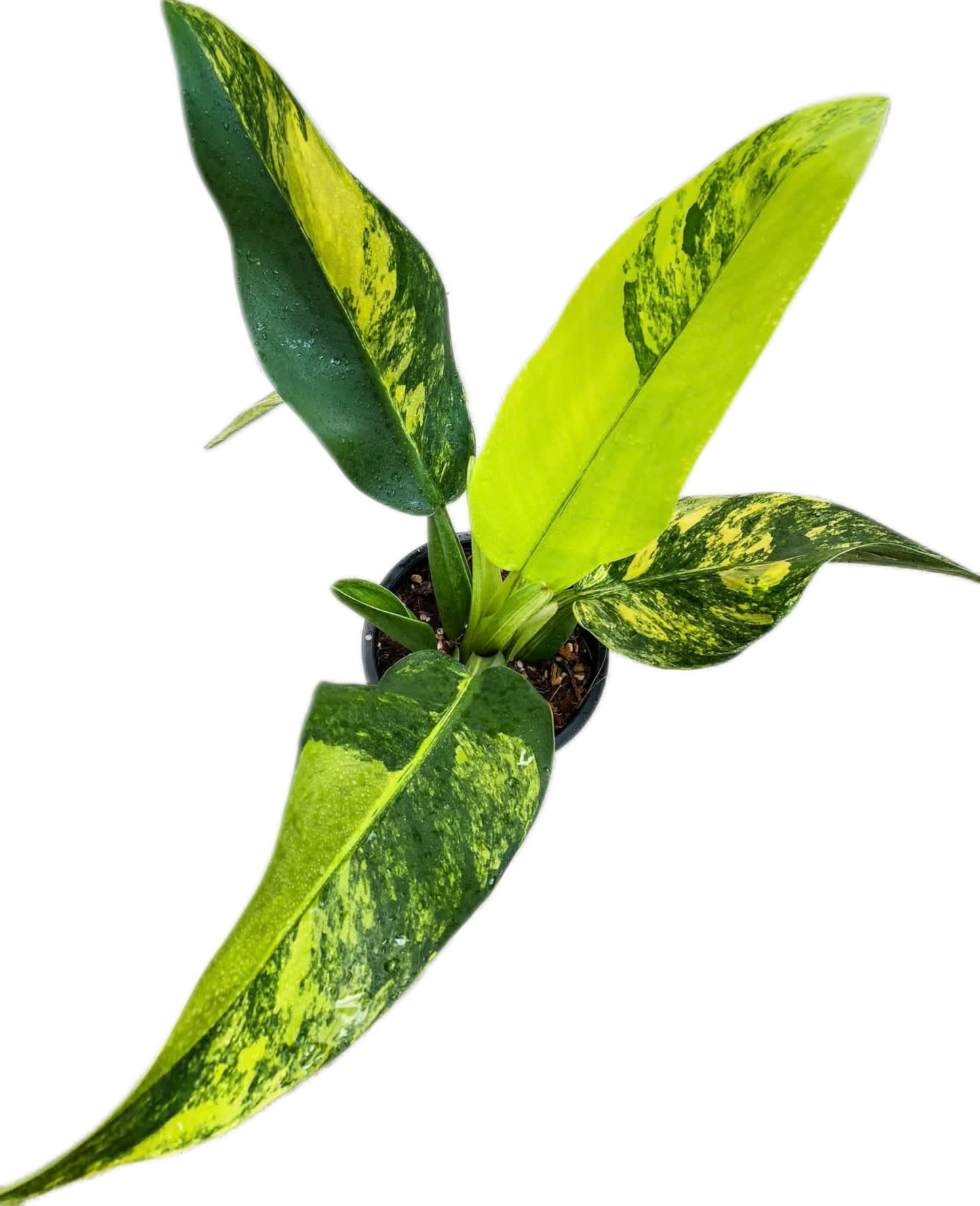 Philodendron Martianum “Fat Boy” Variegated