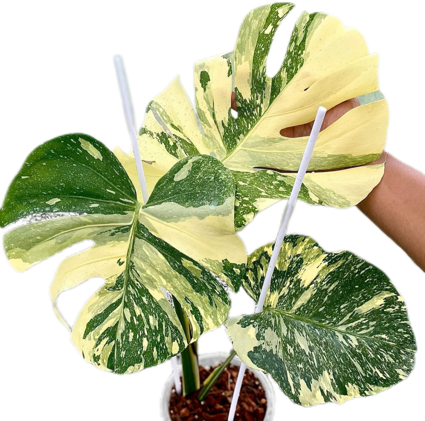 Rare Monstera Thai Constellation Crème Brûlée