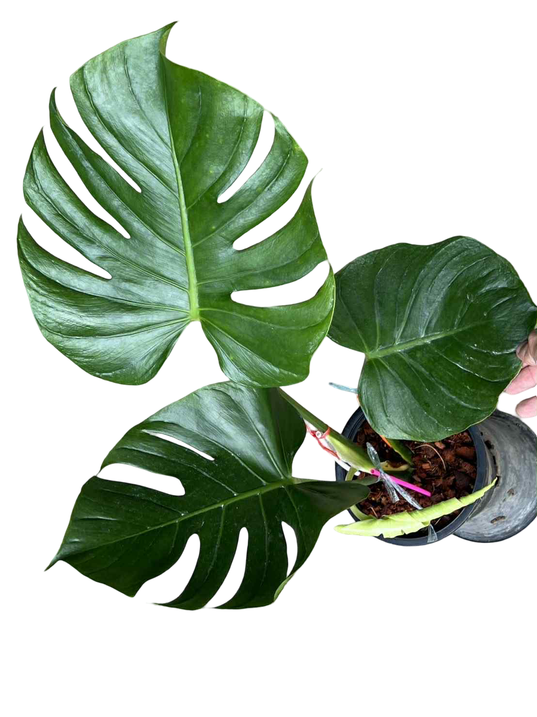 Monstera Deliciosa “Tattoo” –(Actual Plant)