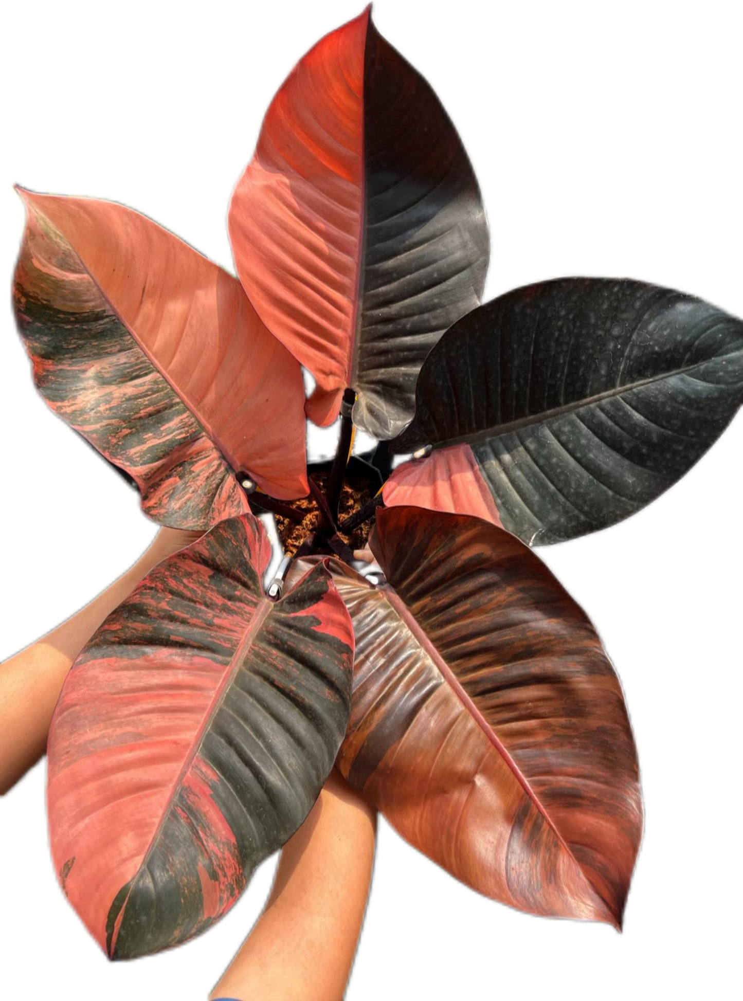 Rare Philodendron Black Cardinal Variegated No. 1 Type