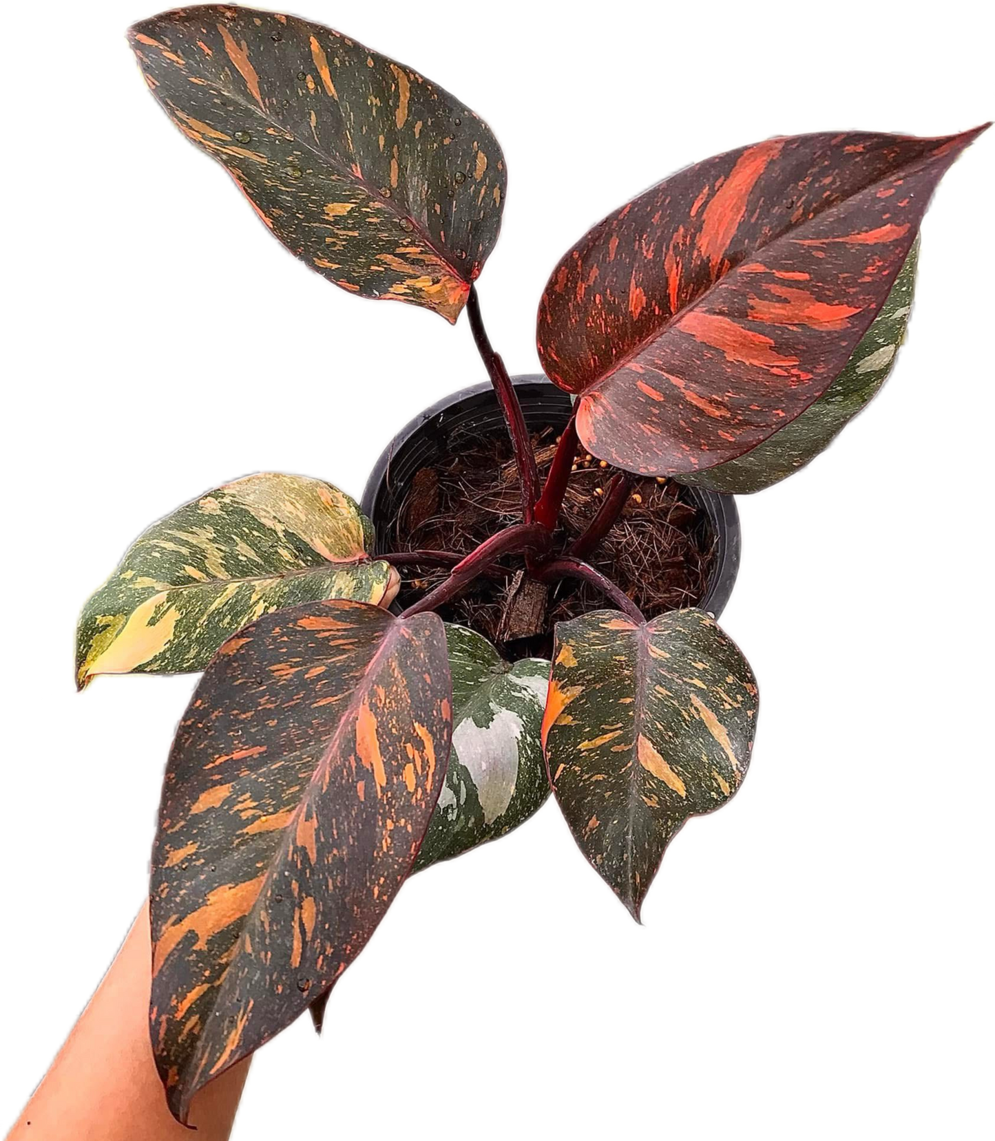 Philodendron Orange Princess Fire Galaxy Variegated
