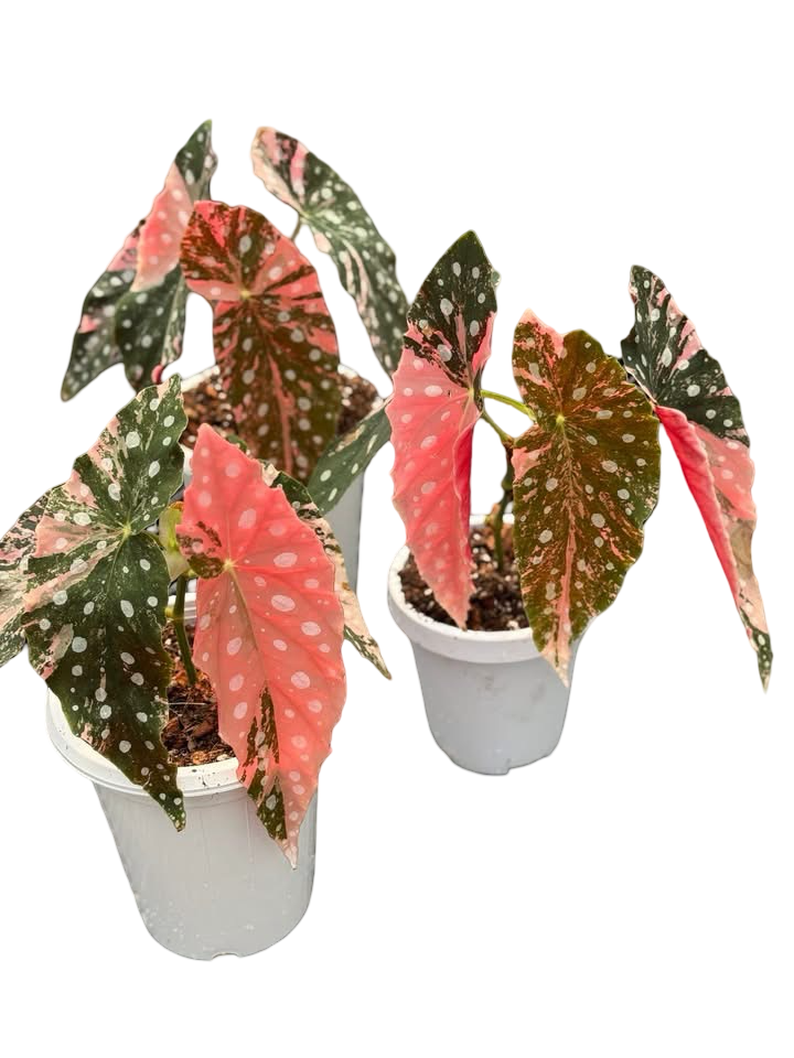 Buy Begonia Maculata Pink Variegated | Thailand Export