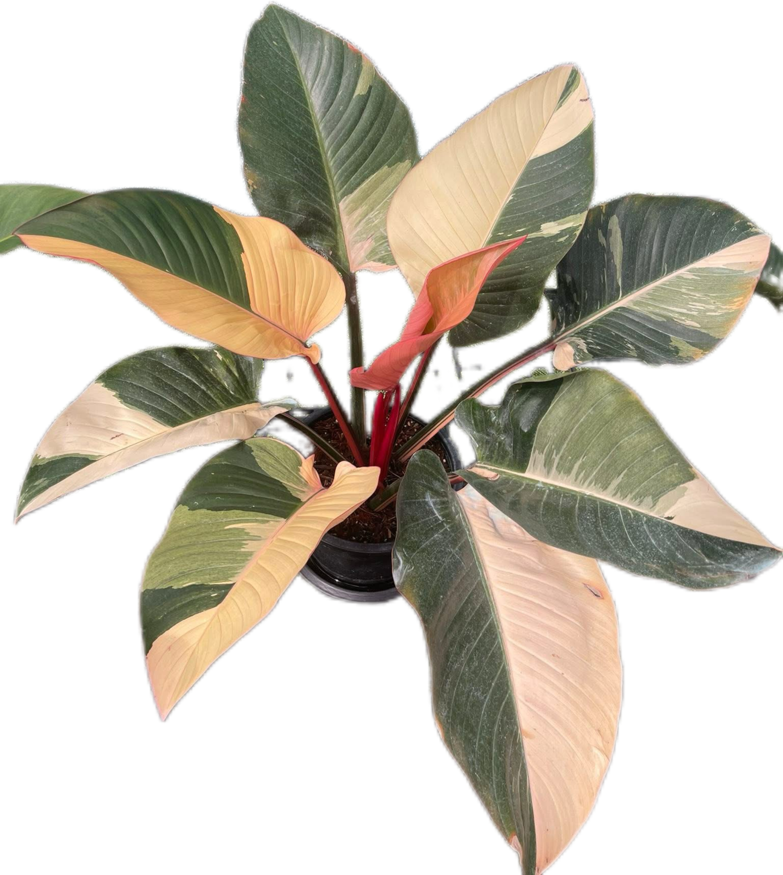 philodendron variegated red congo Buy Philodendron Red Congo Variegated Big