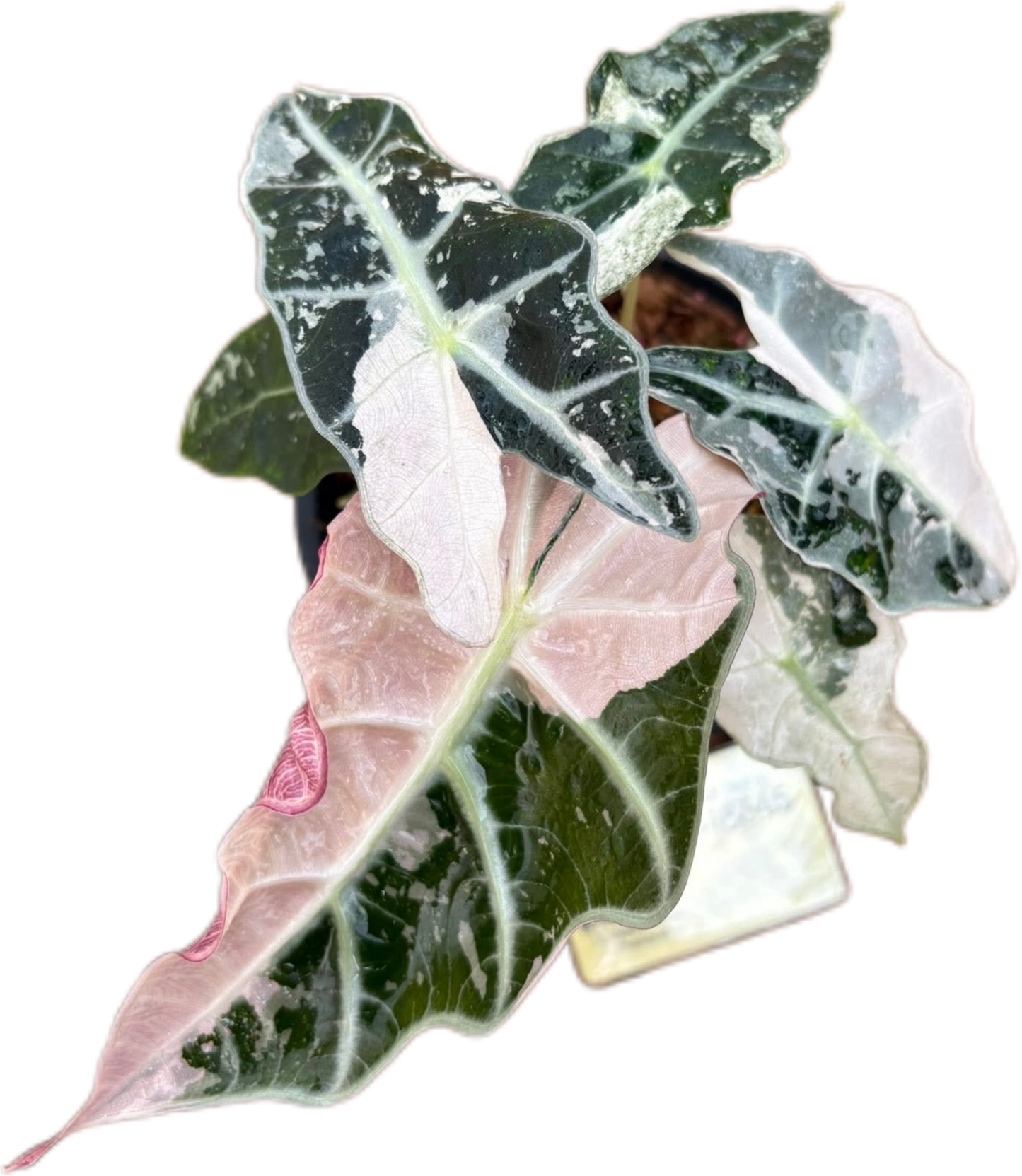 Alocasia Amazonica Pink -Albo Variegated