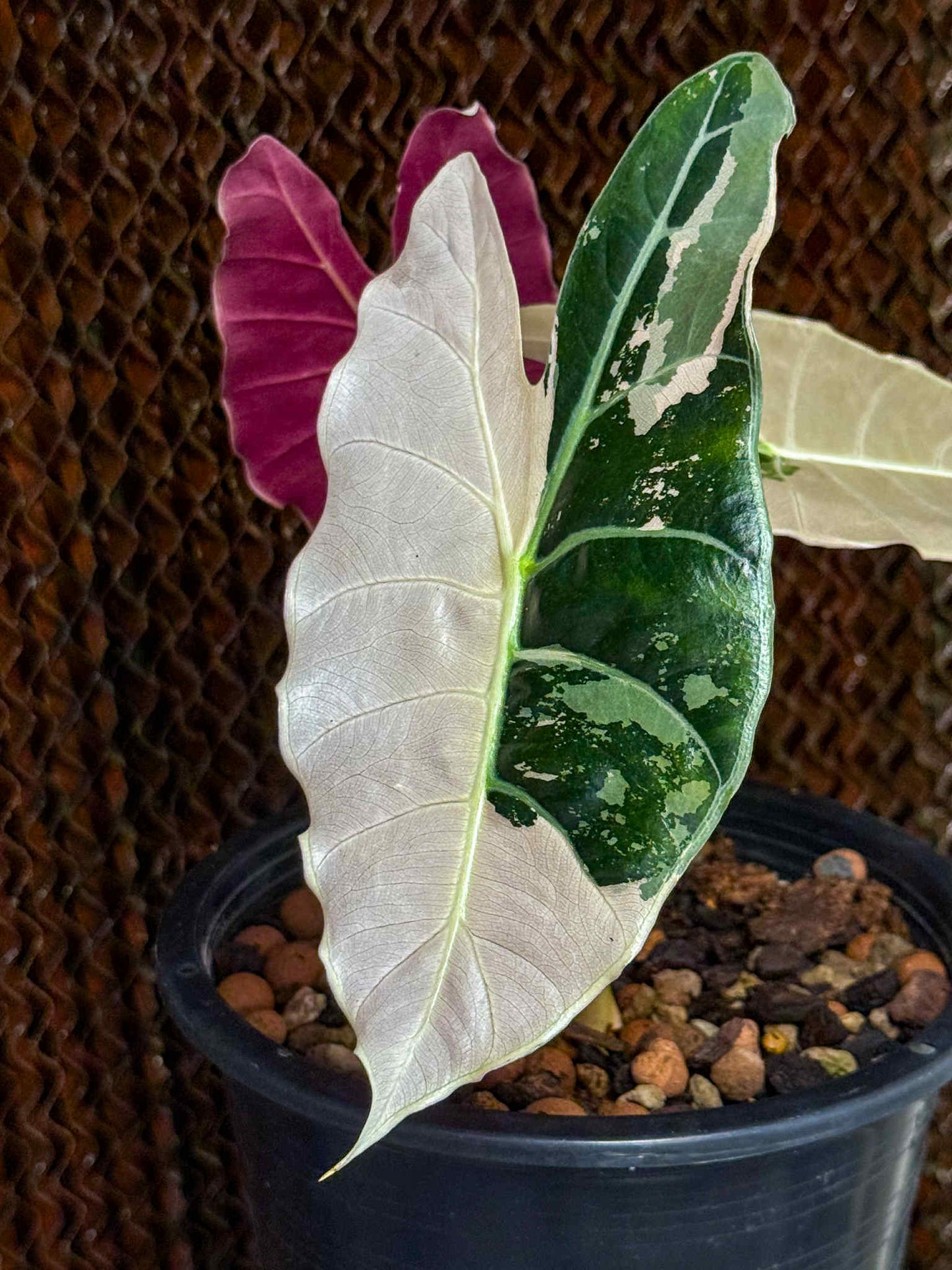 Alocasia longiloba 'Black satun Pink'