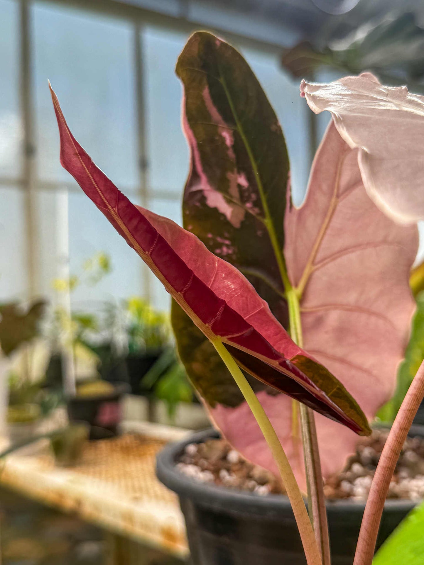 Alocasia longiloba 'Black satun Pink'